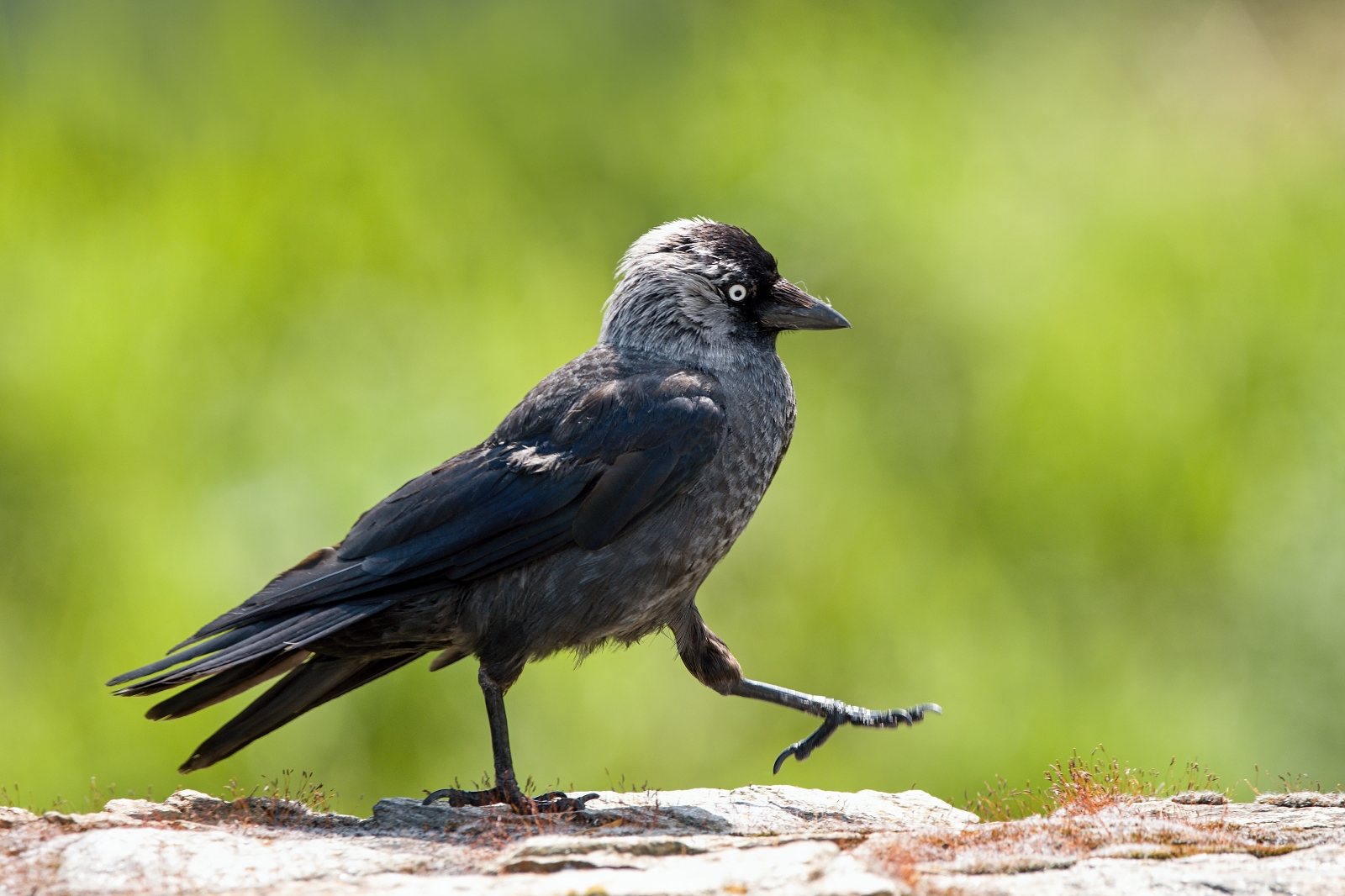 Jackdaw