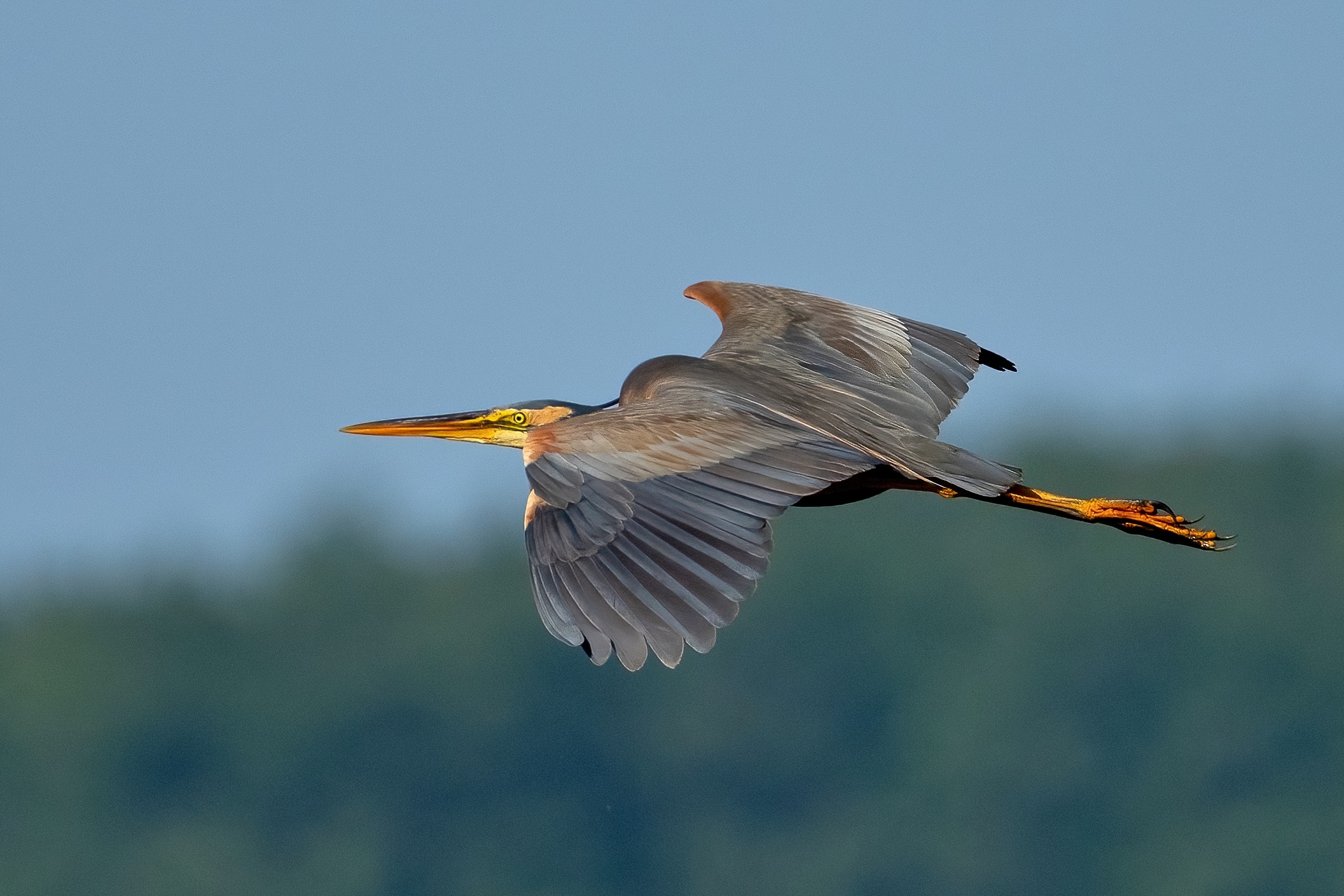 Purple Heron (Ardea purpurea)