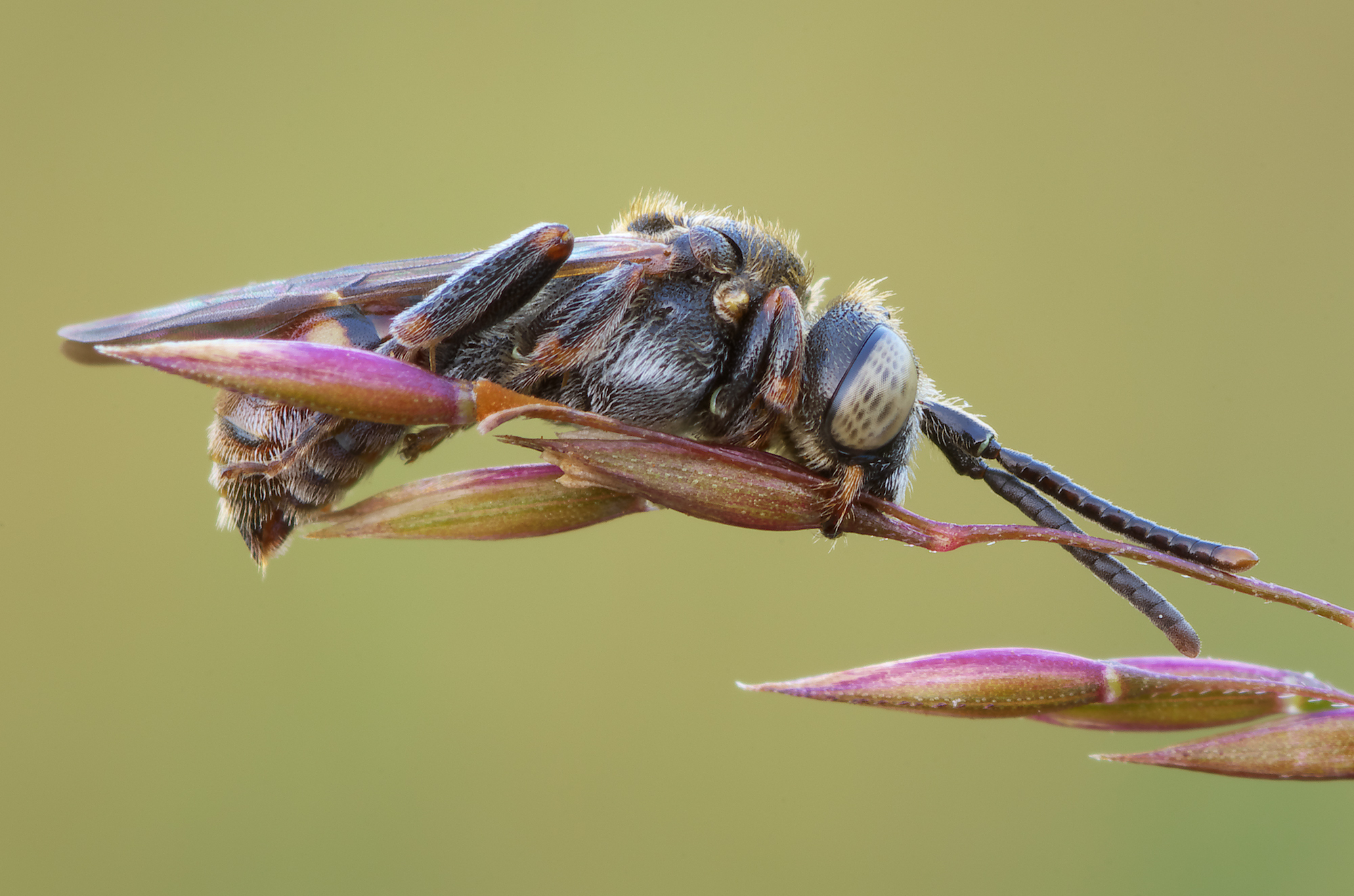 Nomada spp.