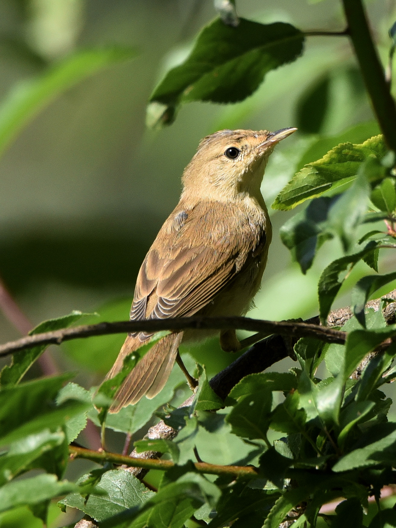 Nightingale in Colfiorito