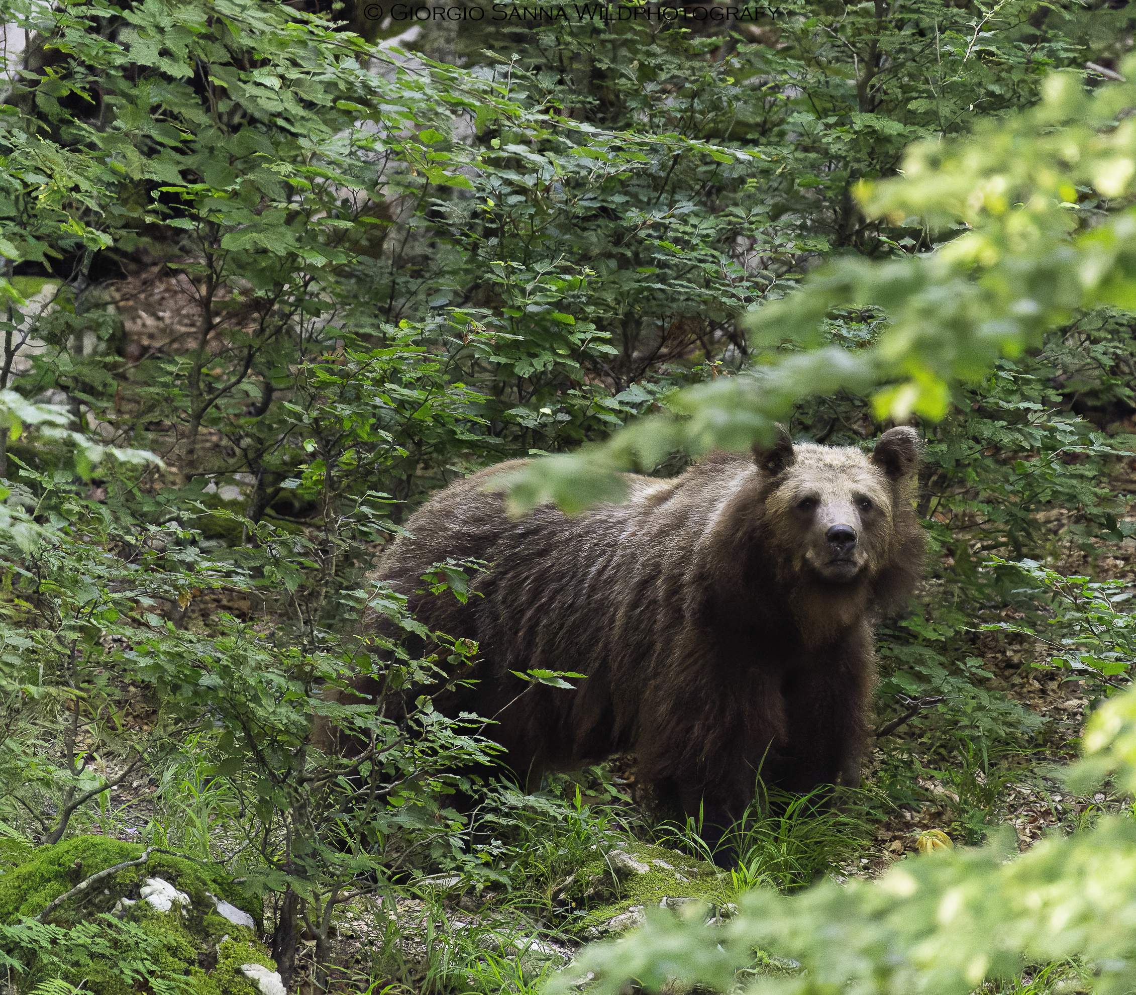 Brown bear Ursus arctos