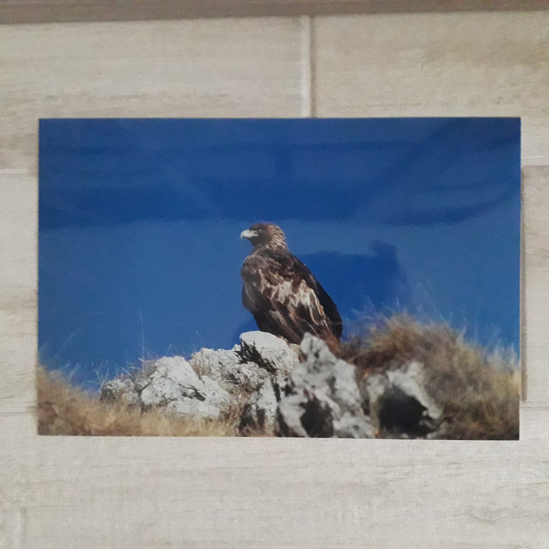 Try cibachrome eagle