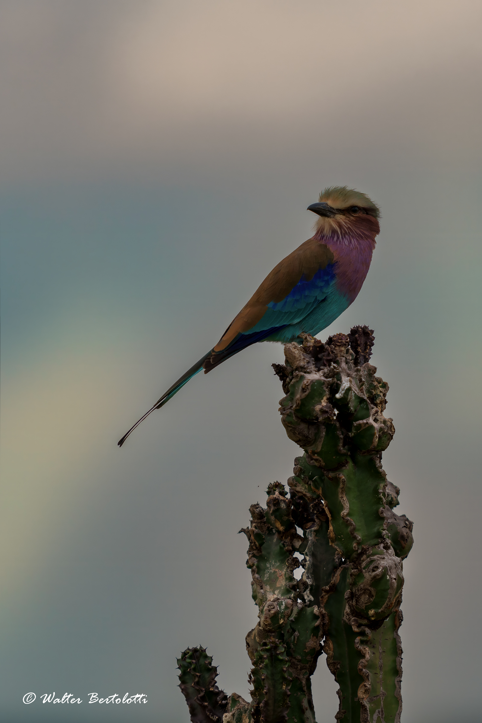 ghiandaia pettolilla