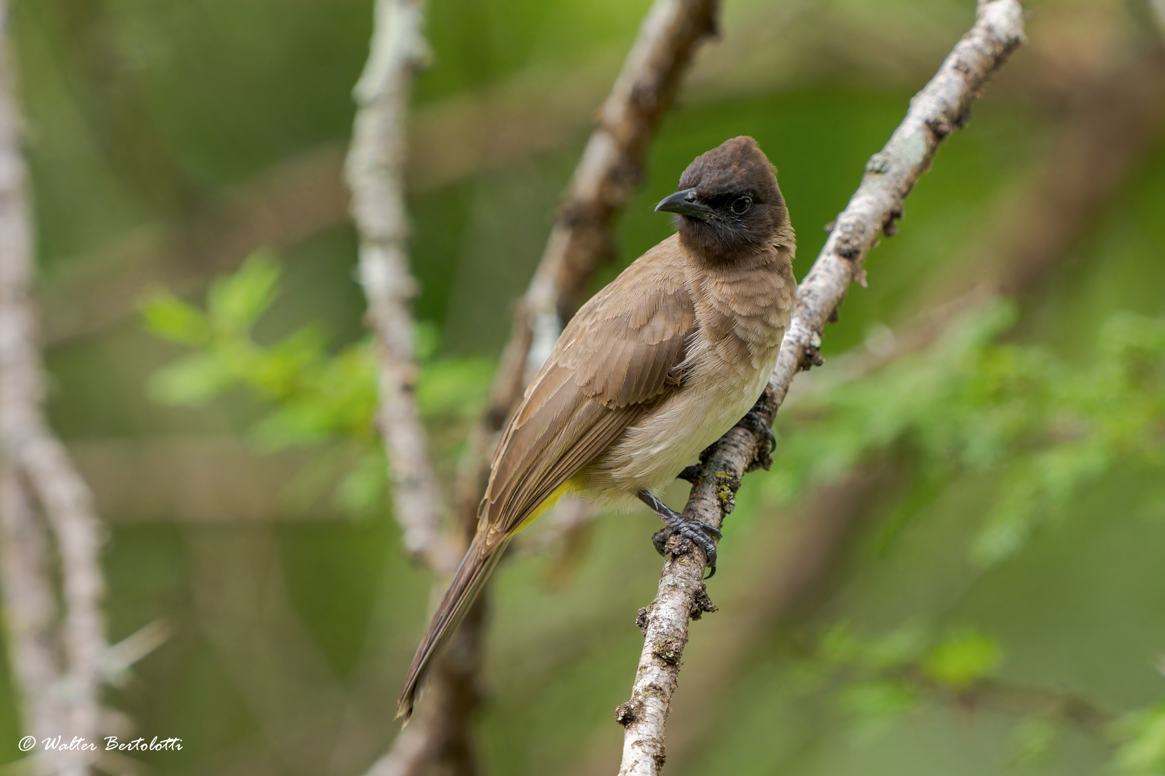 bulbul