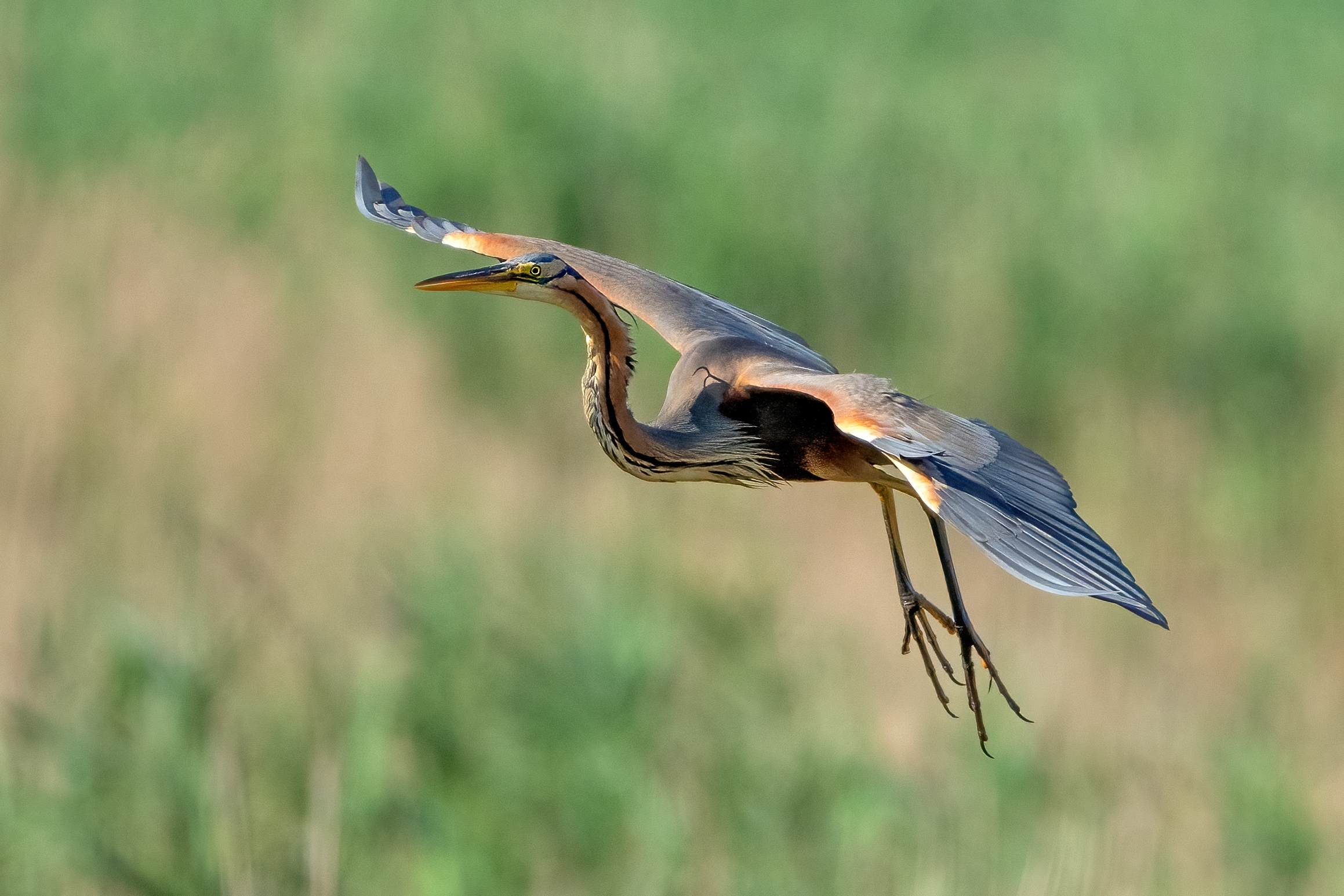 Purple Heron (Ardea purpurea)