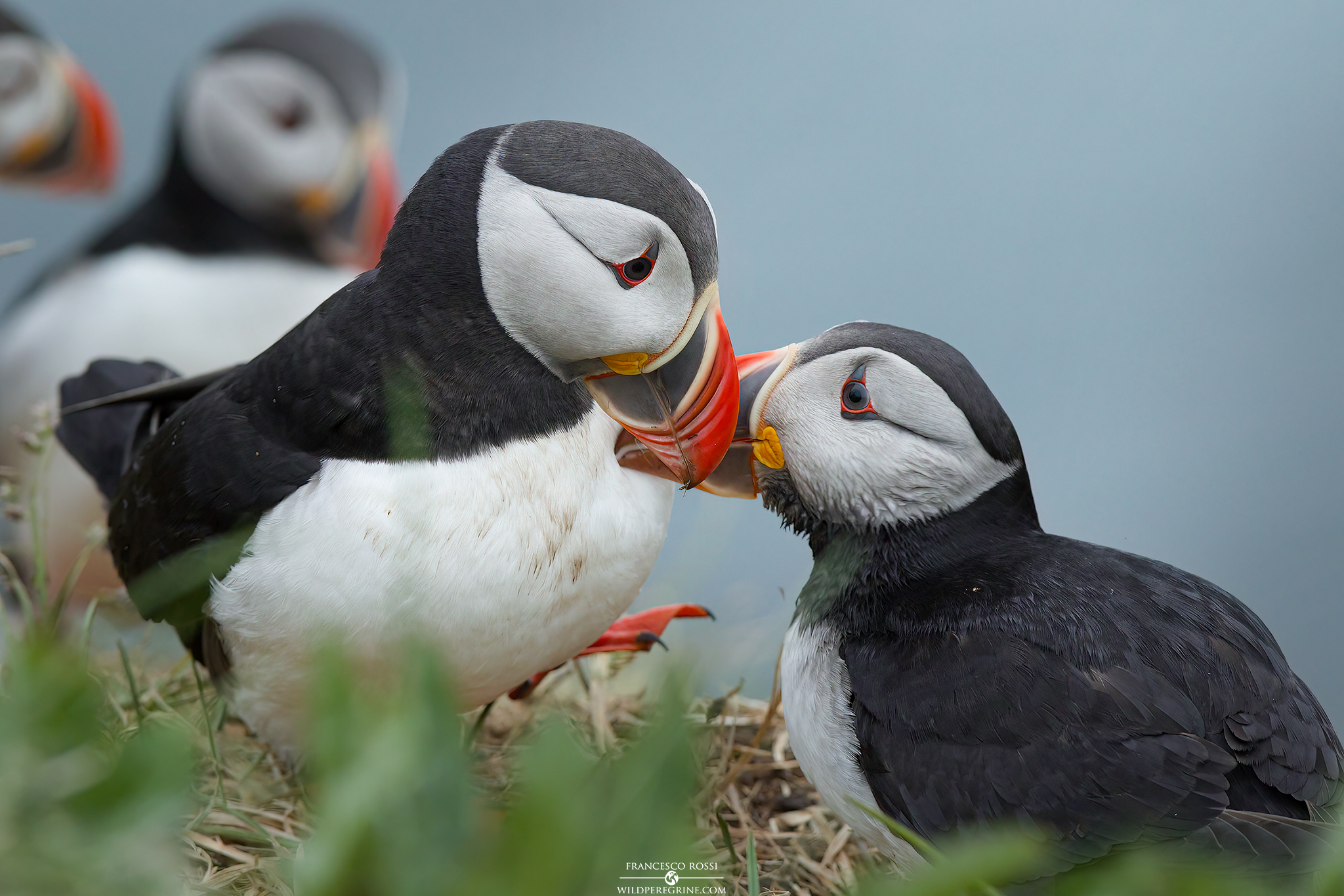 Pulcinelle di Mare (Fratercula arctica)