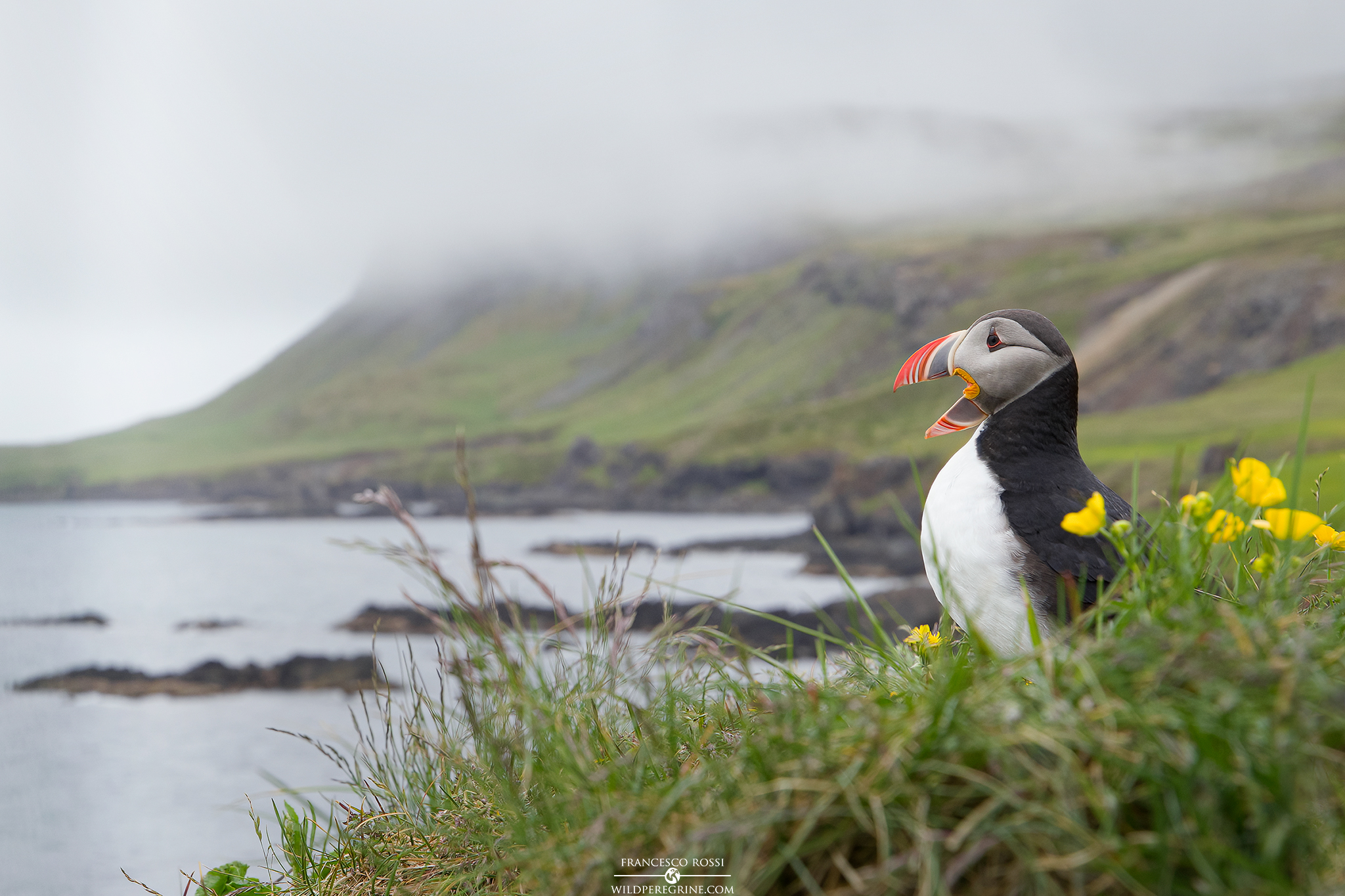 Pulcinella di Mare (Fratercula arctica)