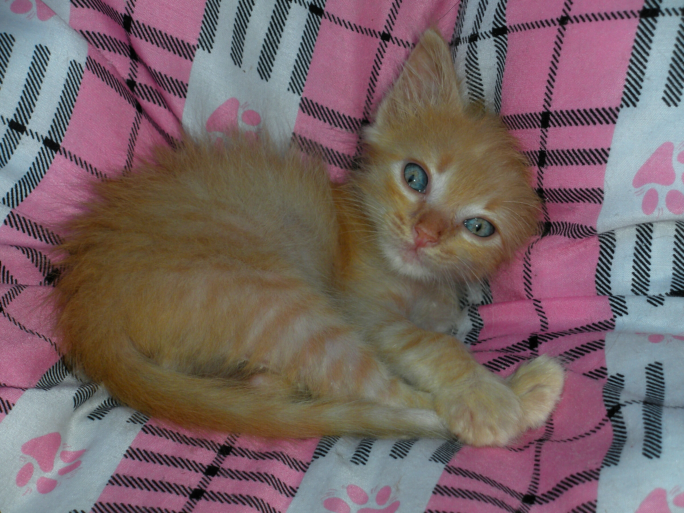 Un saluto da Tobia (J)