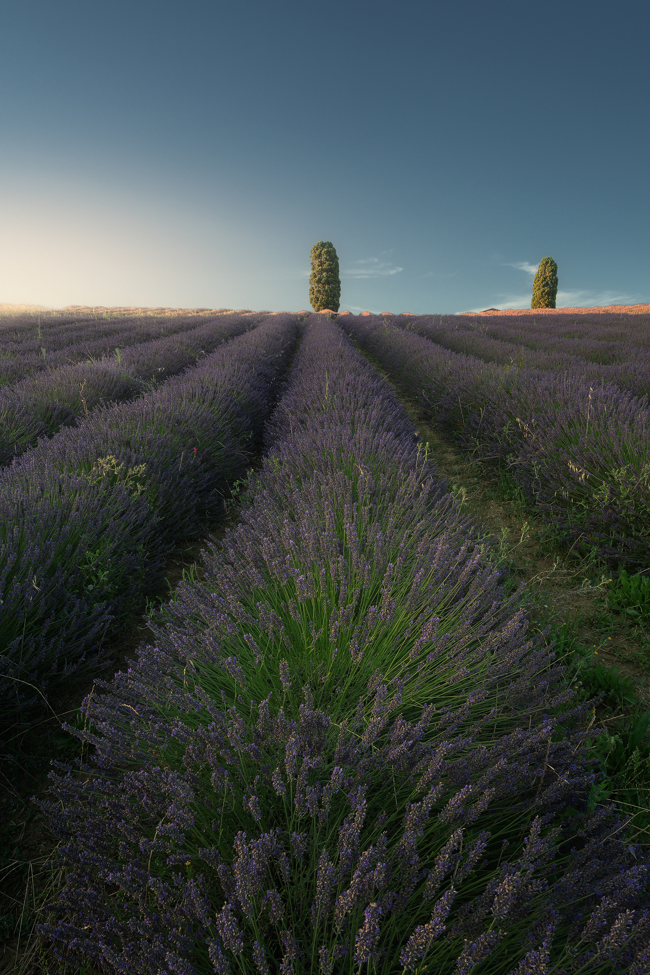 Lavender