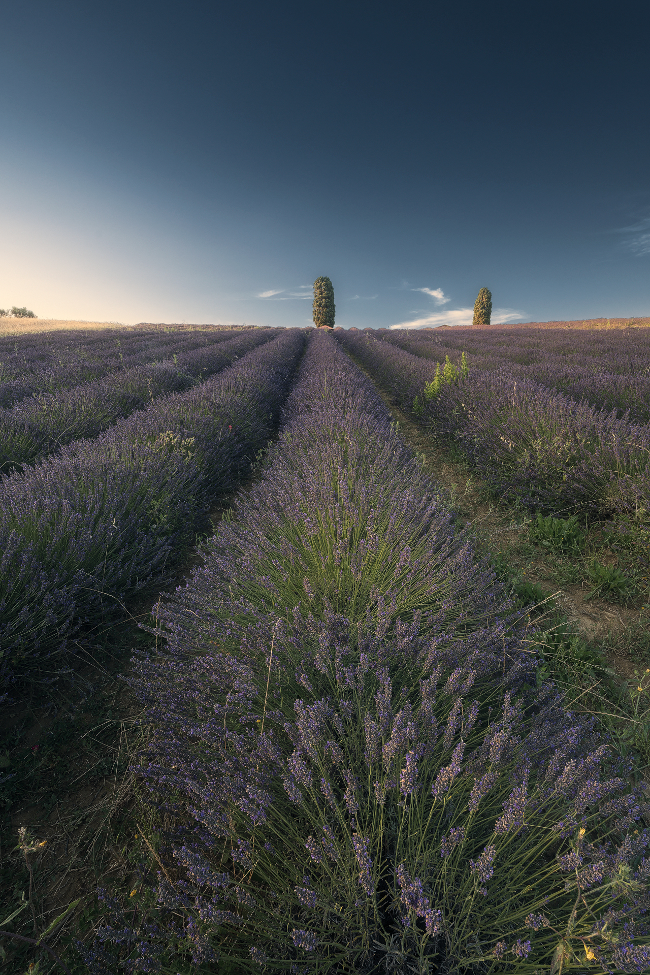 Lavender