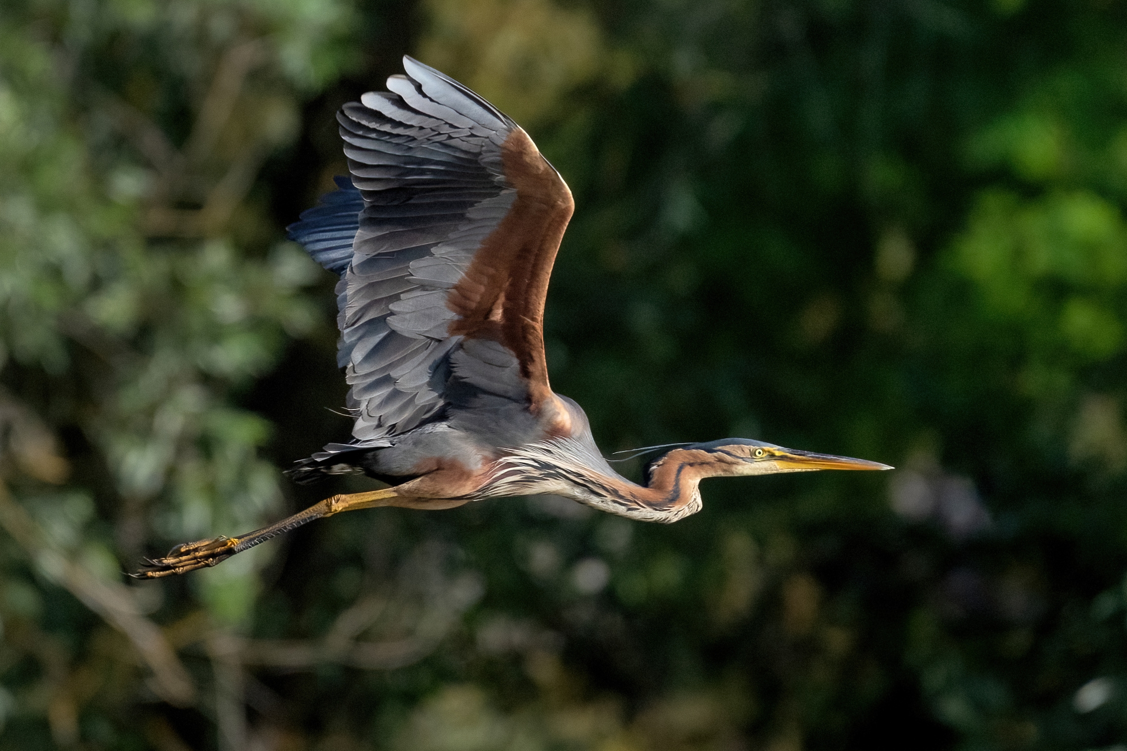 Purple Heron (Ardea purpurea)