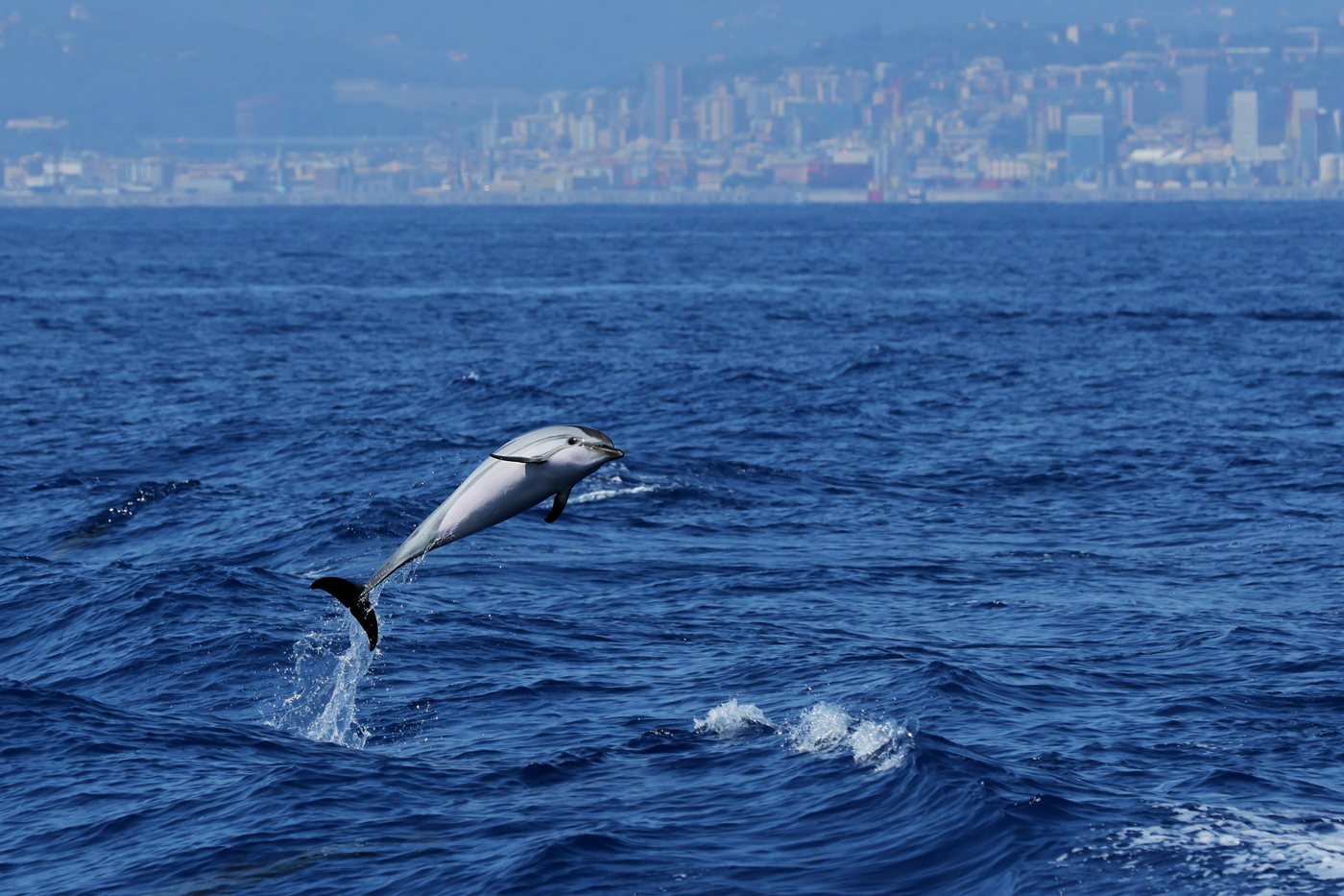 Dolphin