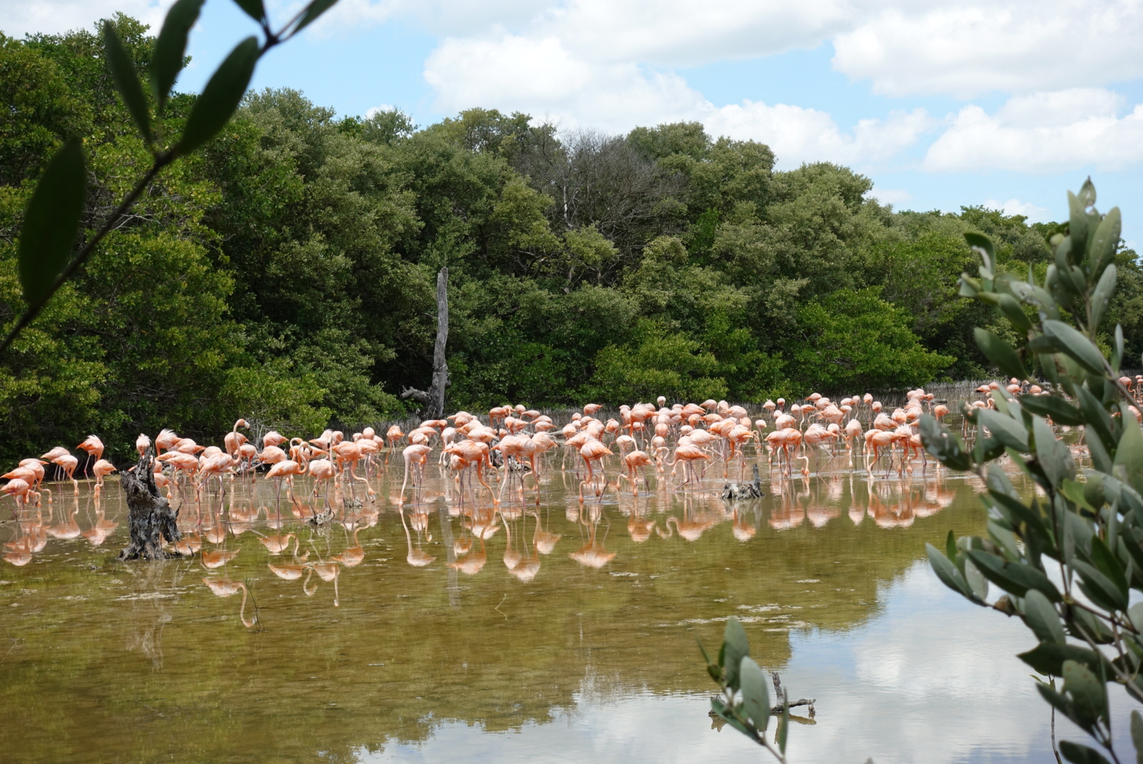 Flamingoes.