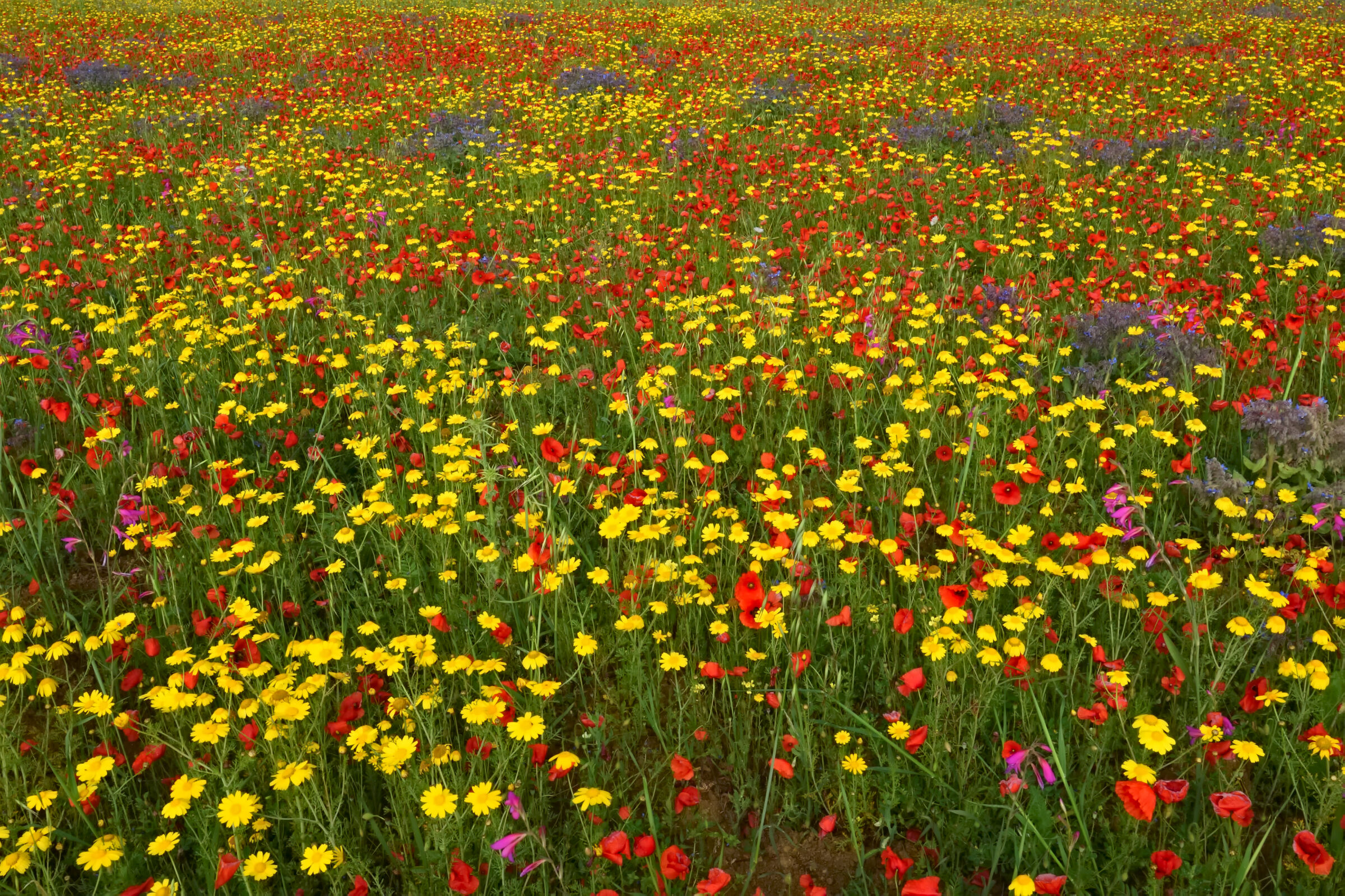 A bit of color in these hot days ...