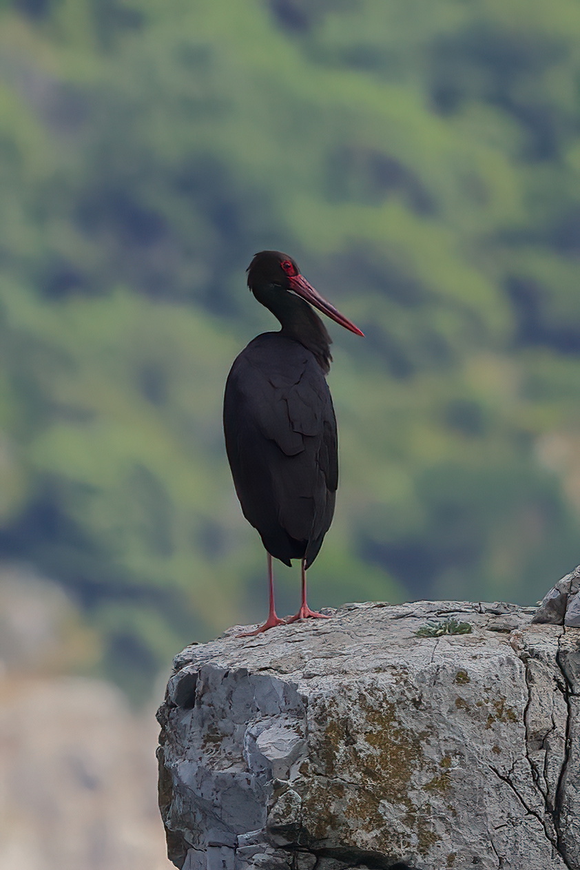 Black stork