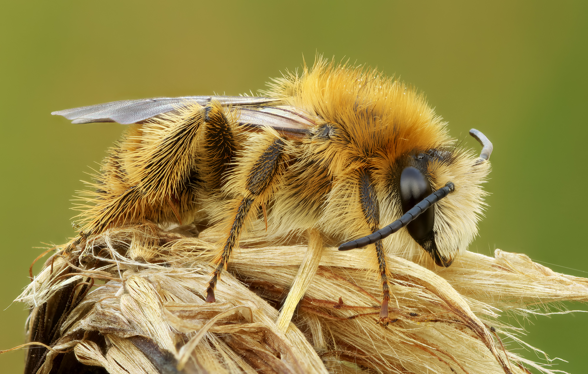 Dasypoda hirtipes