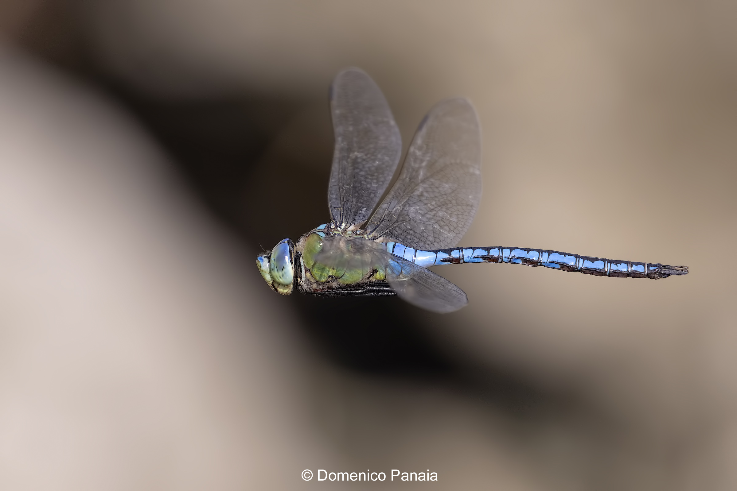 Anax Imperator