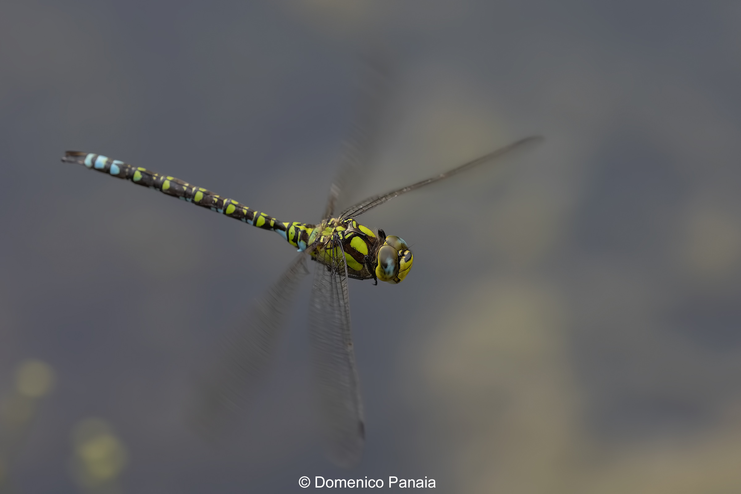 Aeshna cyanea male