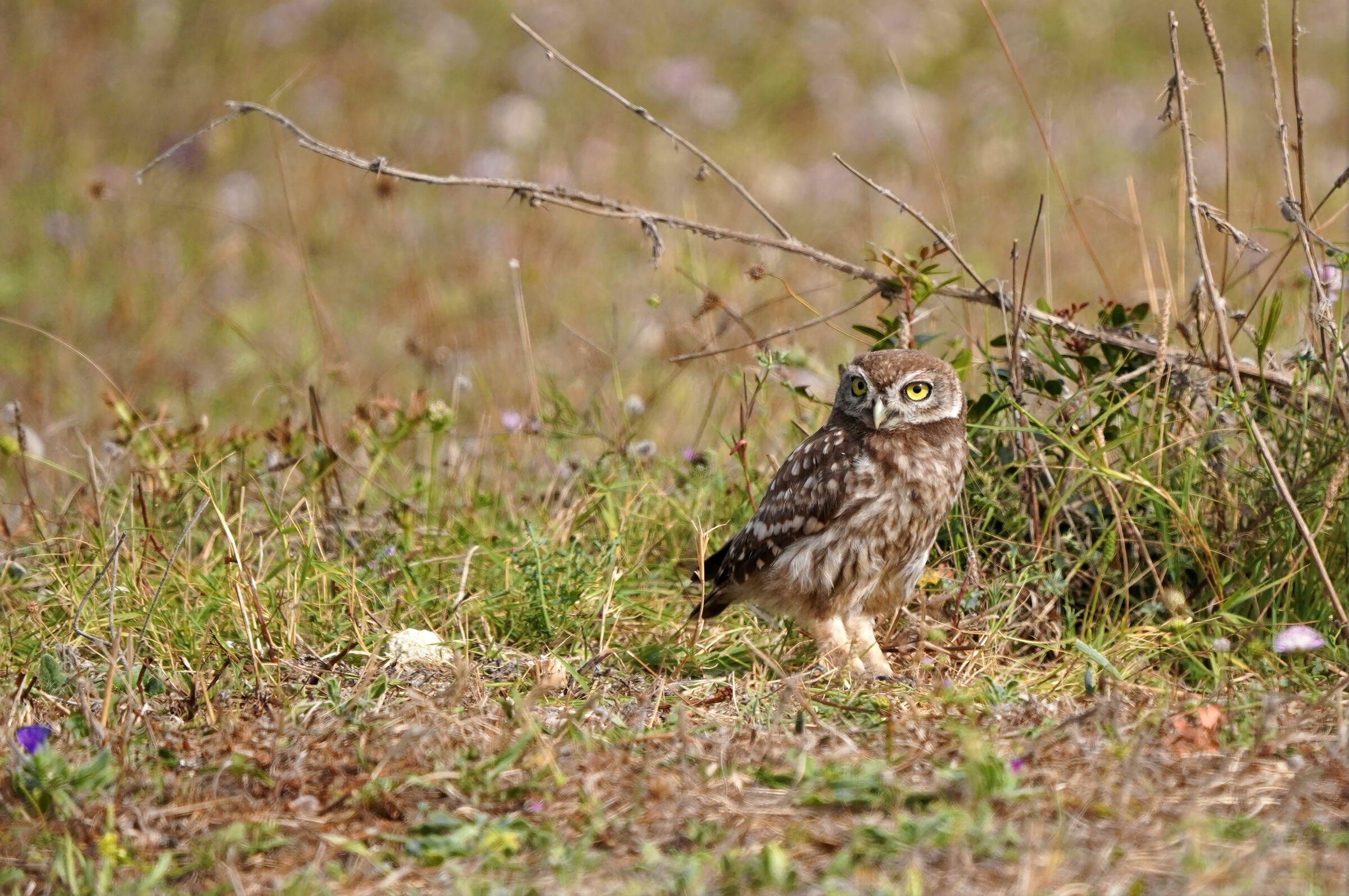 owl
