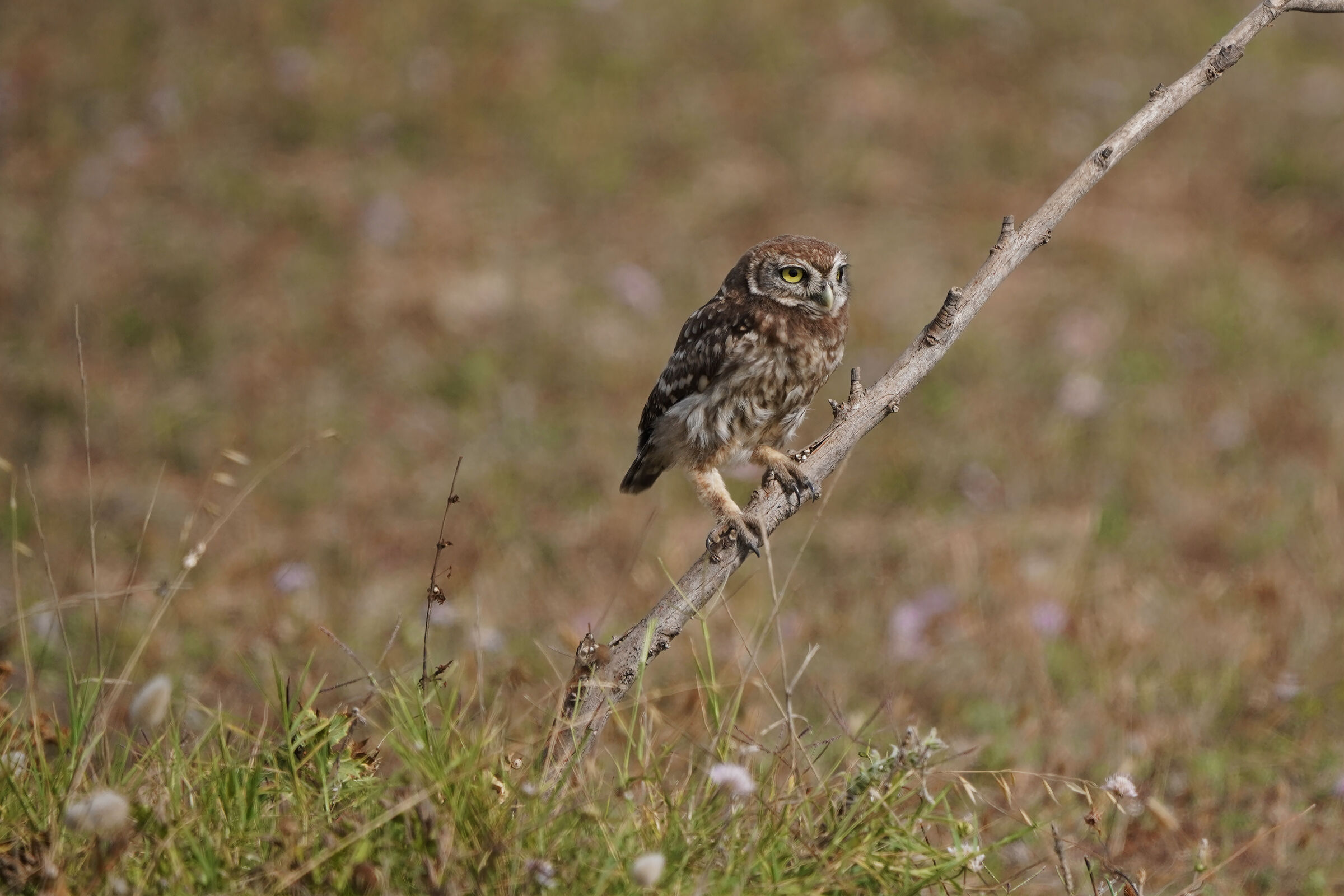 Owl laid