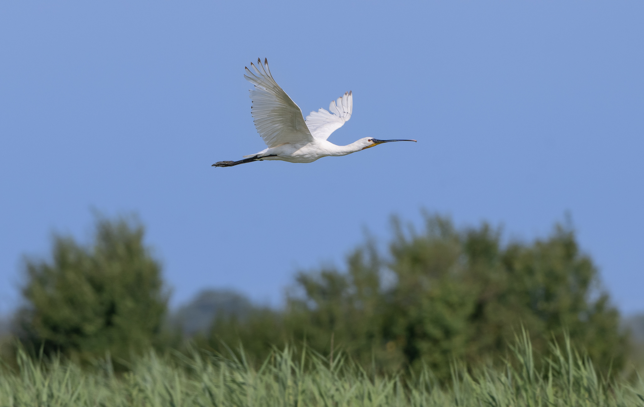 Spatola, uccello acquatico dal piumaggio candido