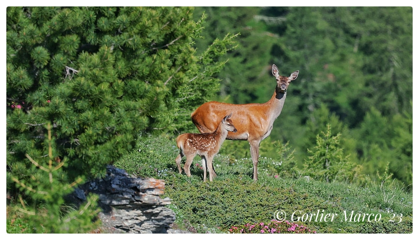 Cerva con piccolo