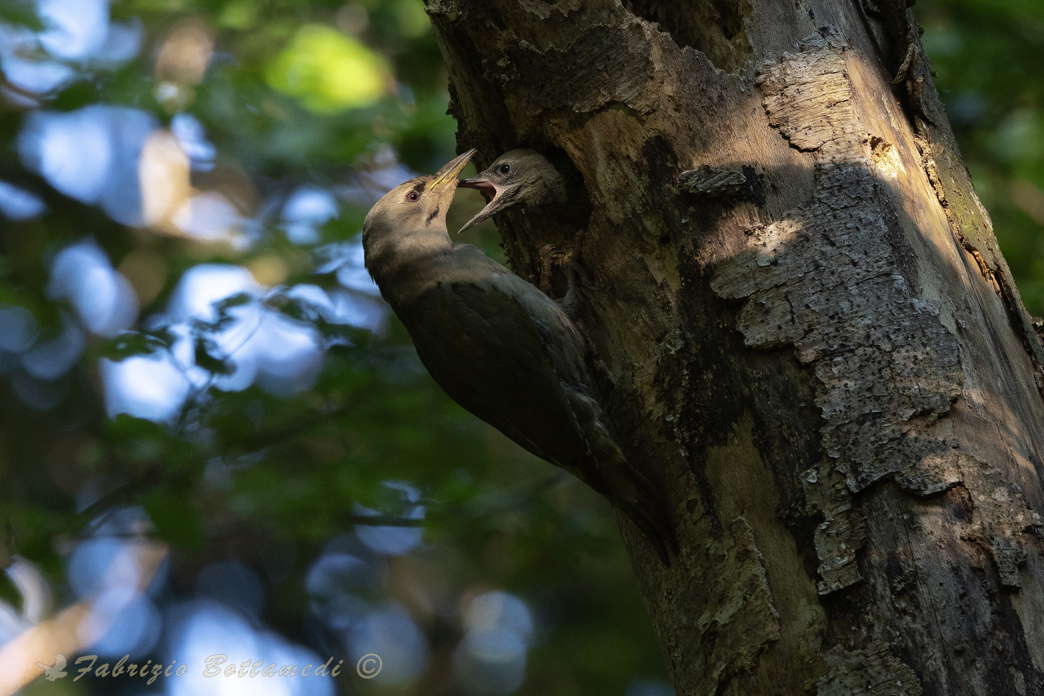 il sole del mattino bacia l'elusivo picchio cenerino