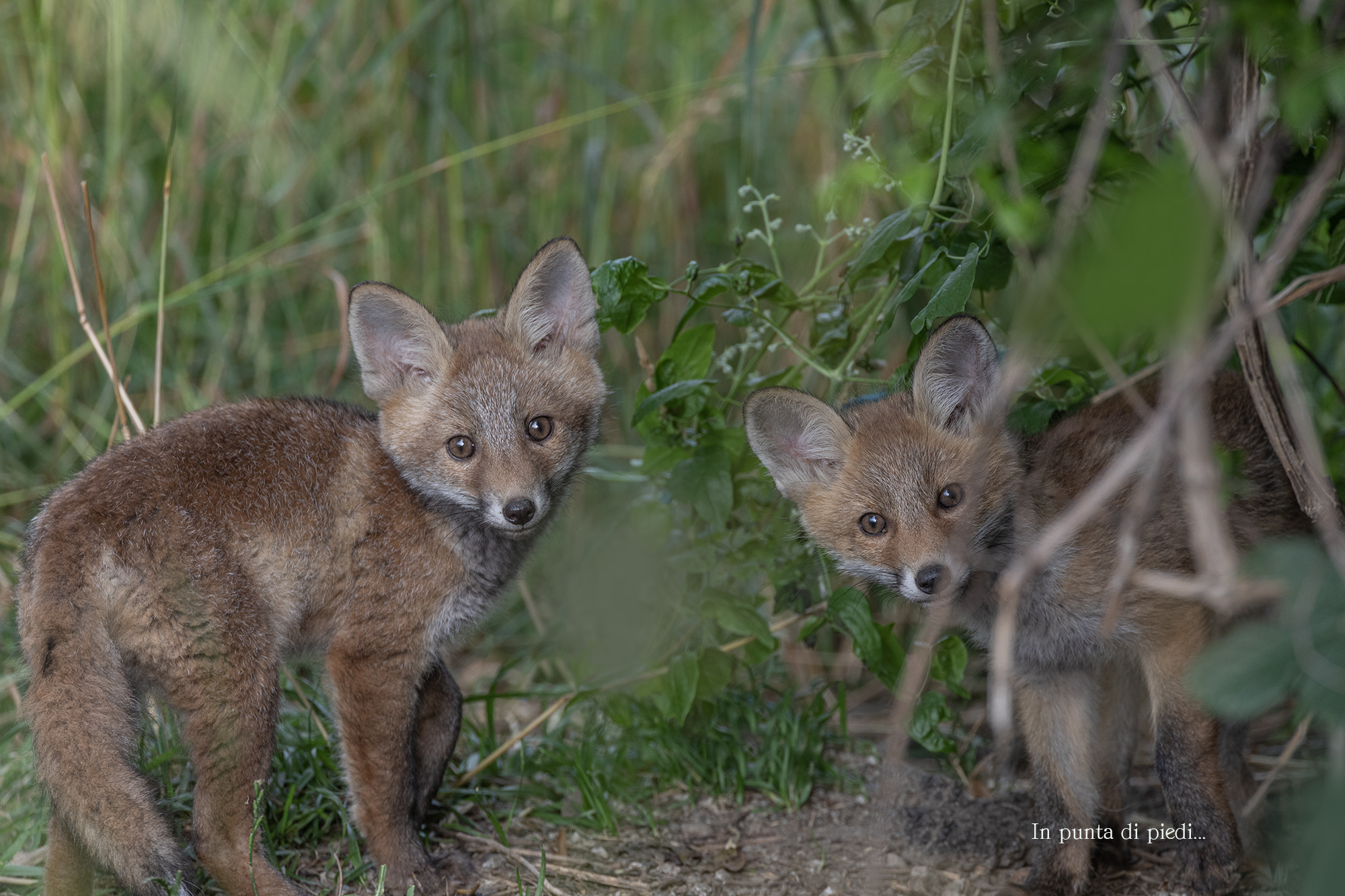 New Born little Foxes - curiosity