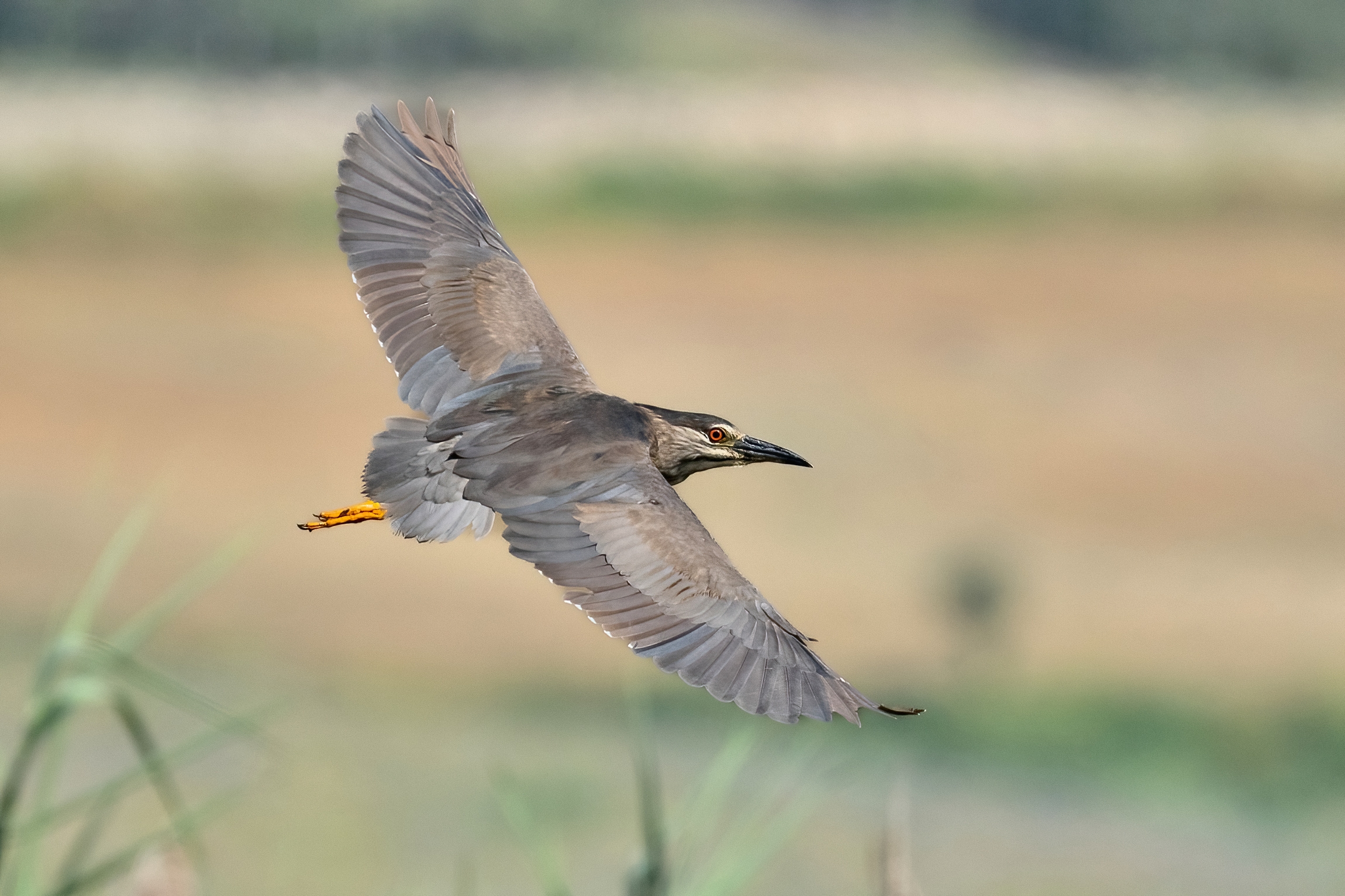 Nitticora (Nycticorax nycticorax ) subadulta