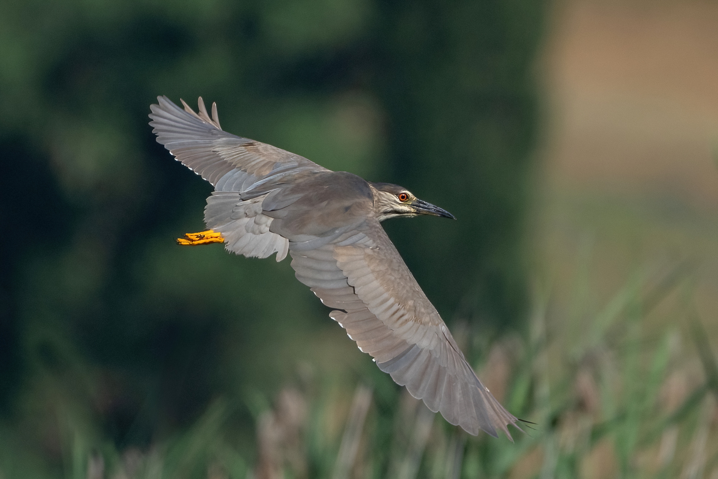 Nitticora (Nycticorax nycticorax ) subadulta