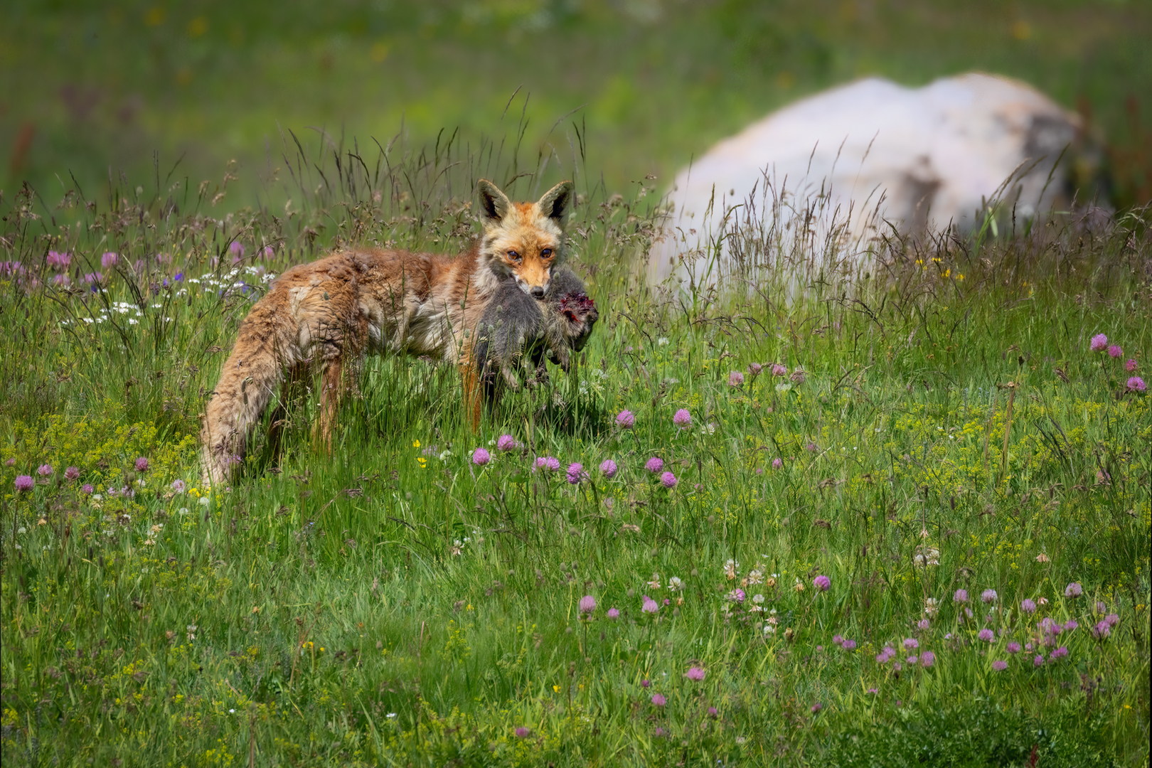 La dura legge della natura