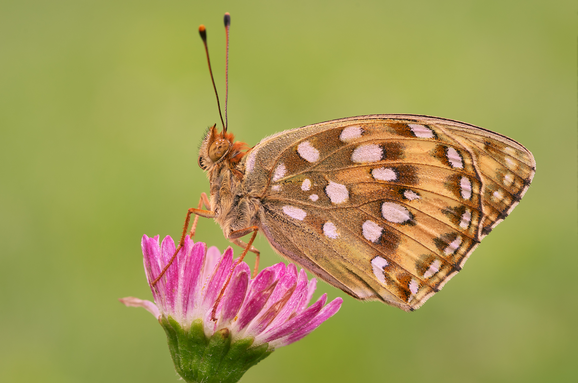 Argynnis aglaja