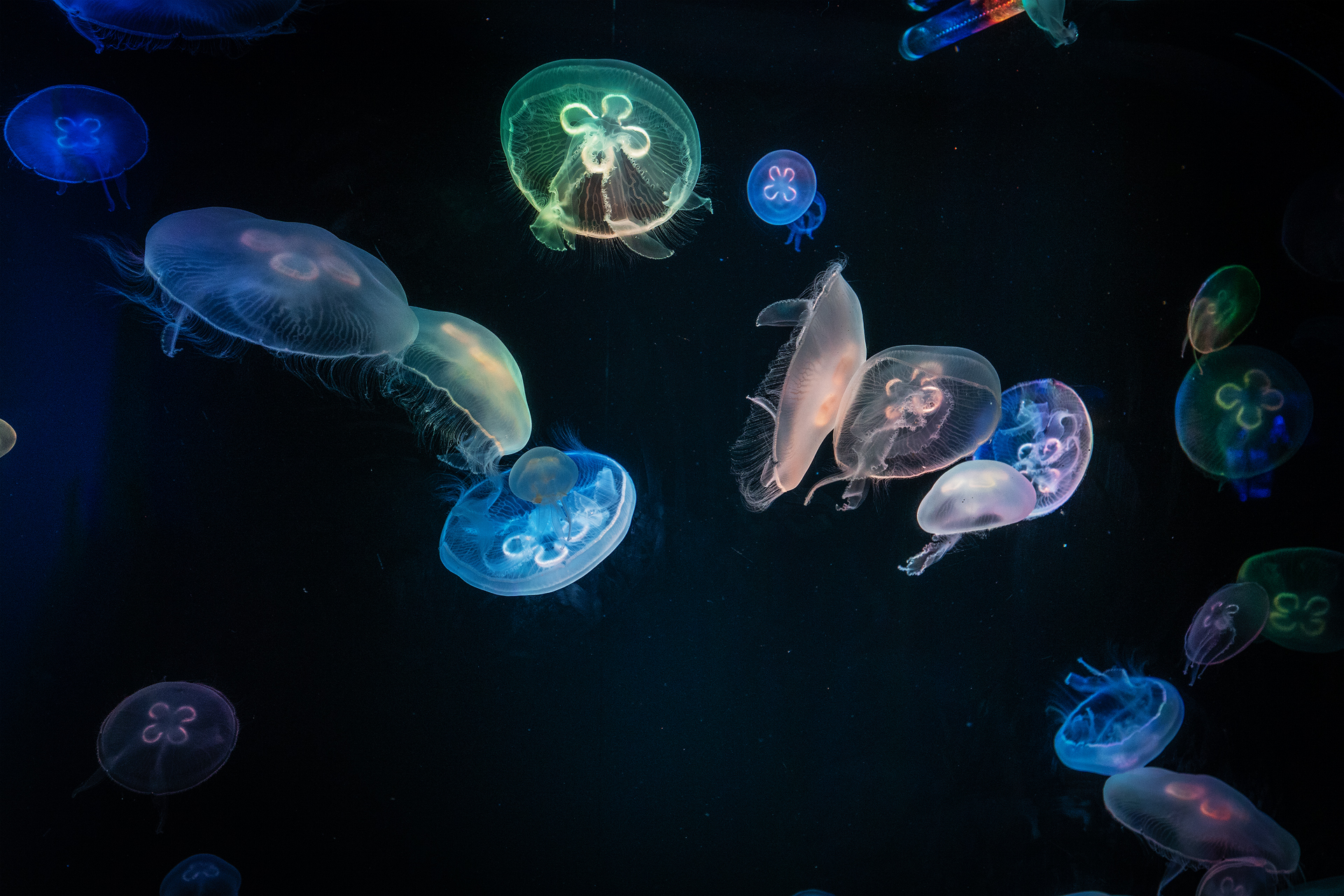 Meduse