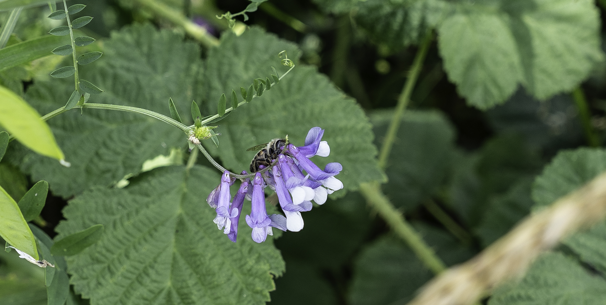 a bee settles....