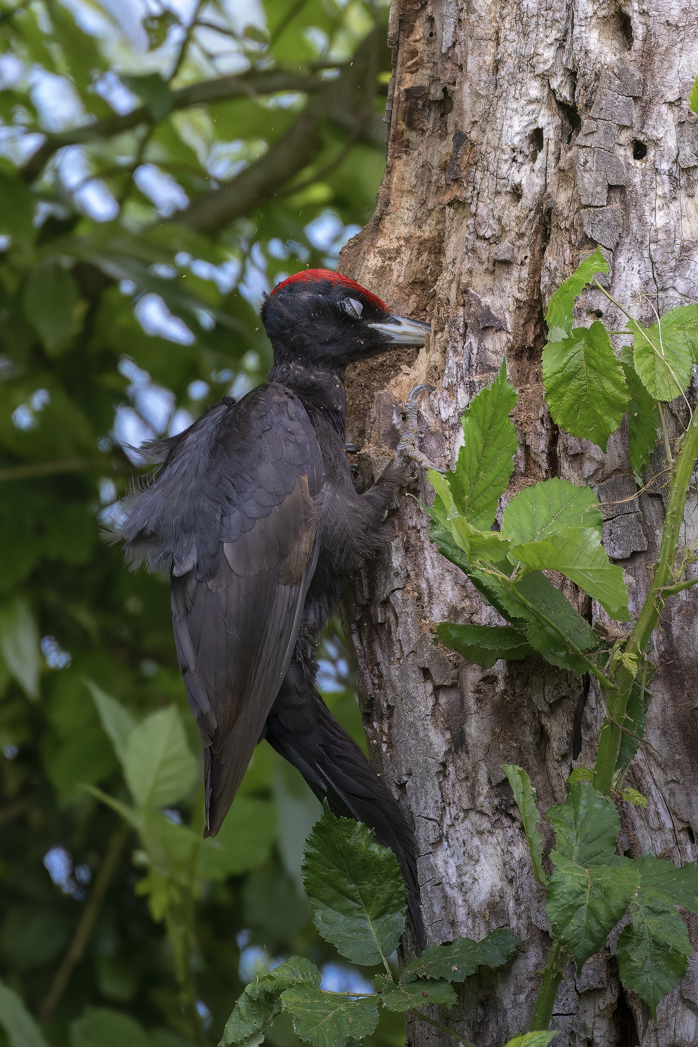 Black woodpecker