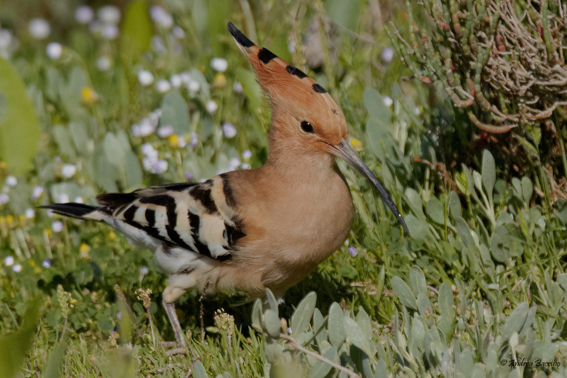 Hoopoe