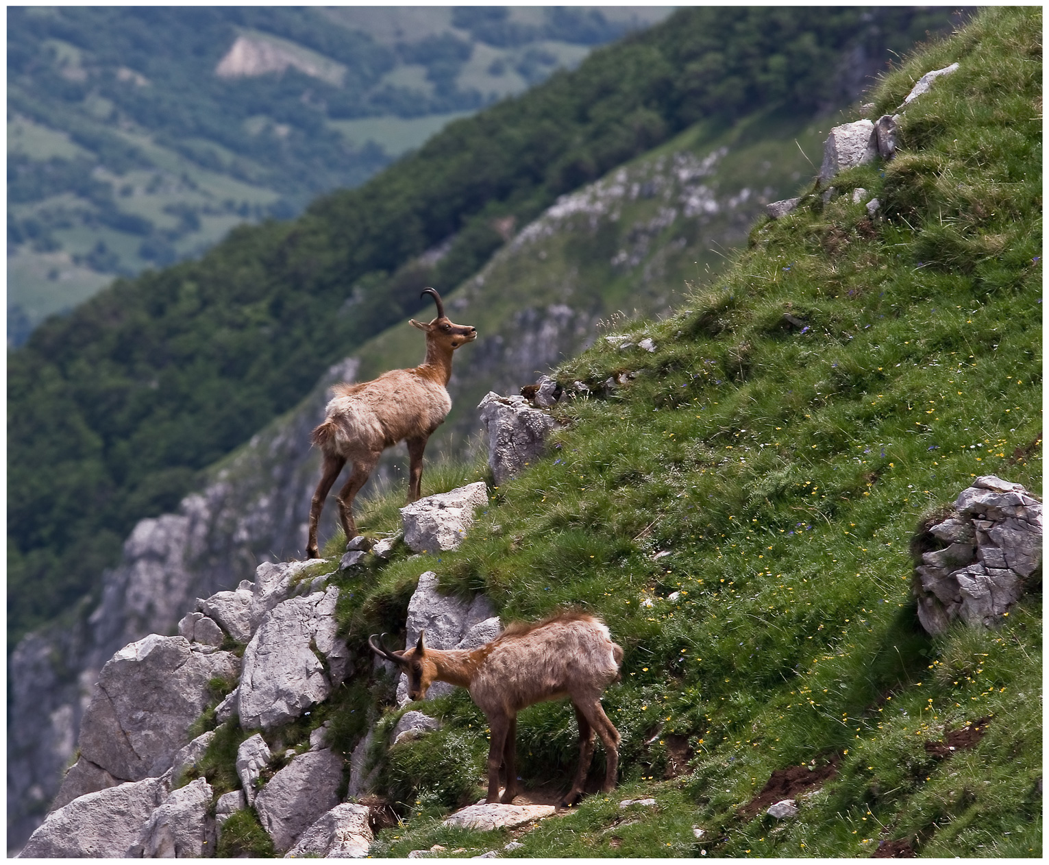 Camosci in Val di rose
