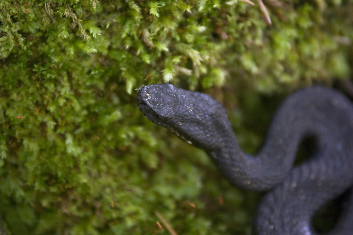 Vipera Aspis varietà melanica