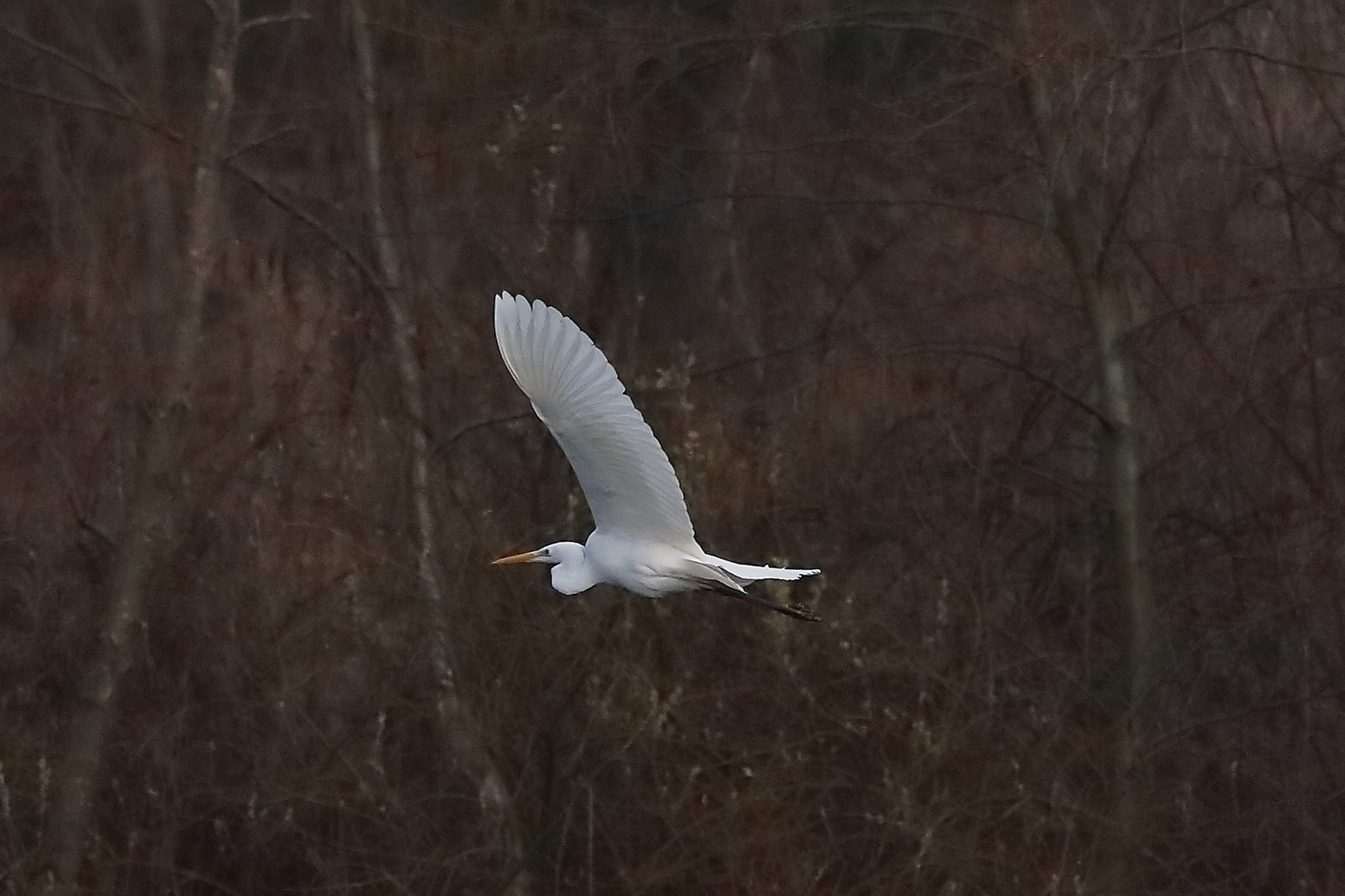 Airone BM 04 marzo 2023