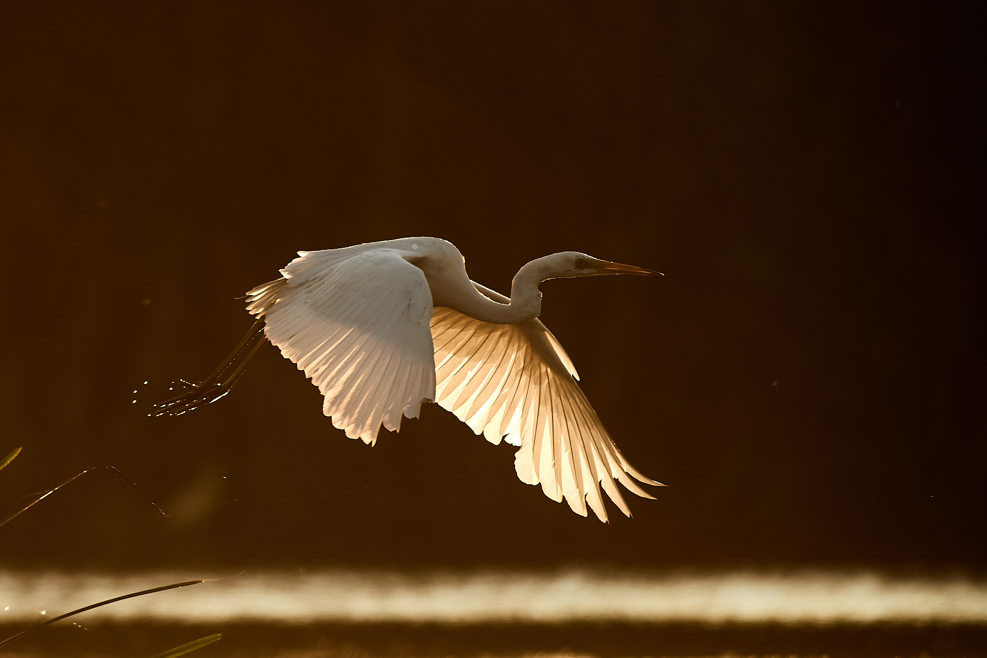 Airone bianco maggiore