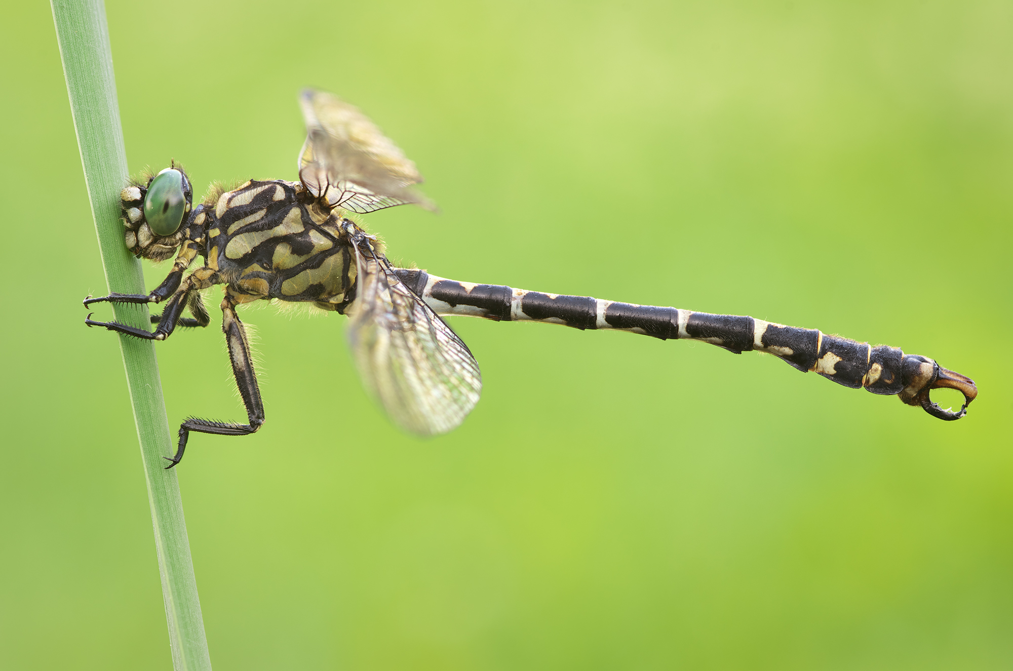 Onychogomphus forcipatus