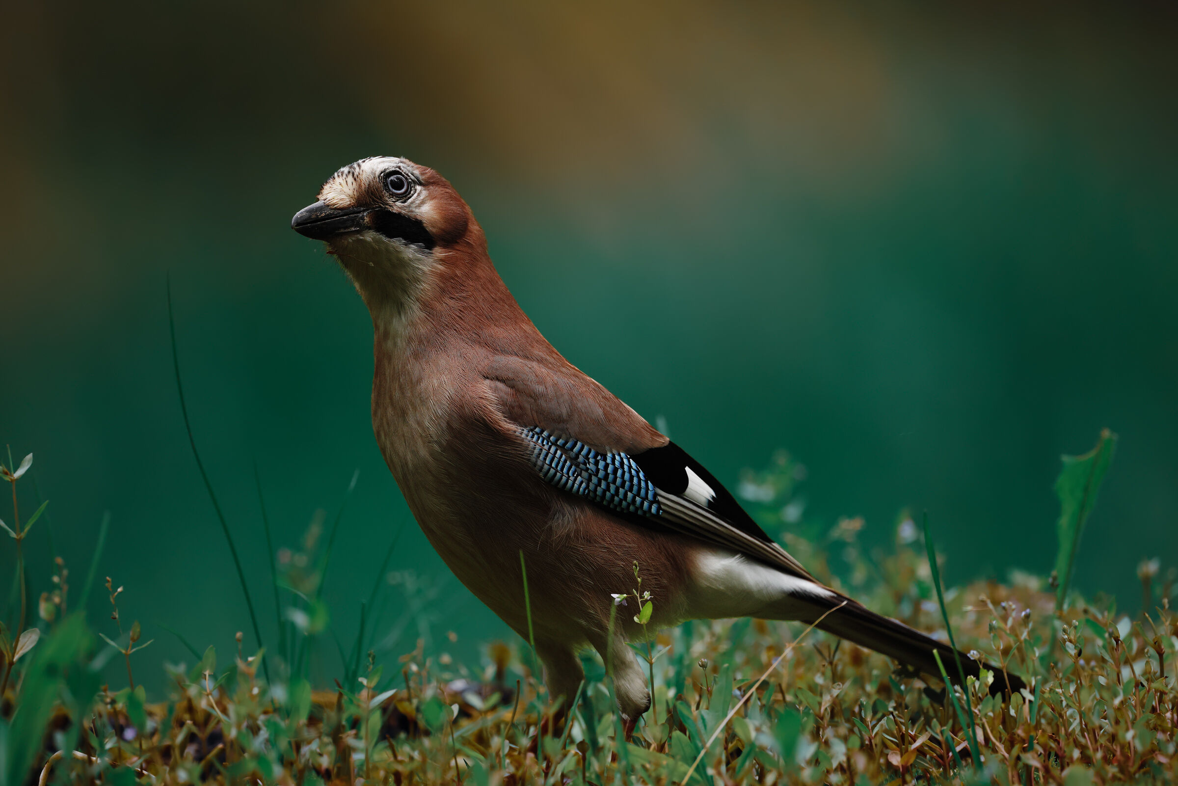 The jay