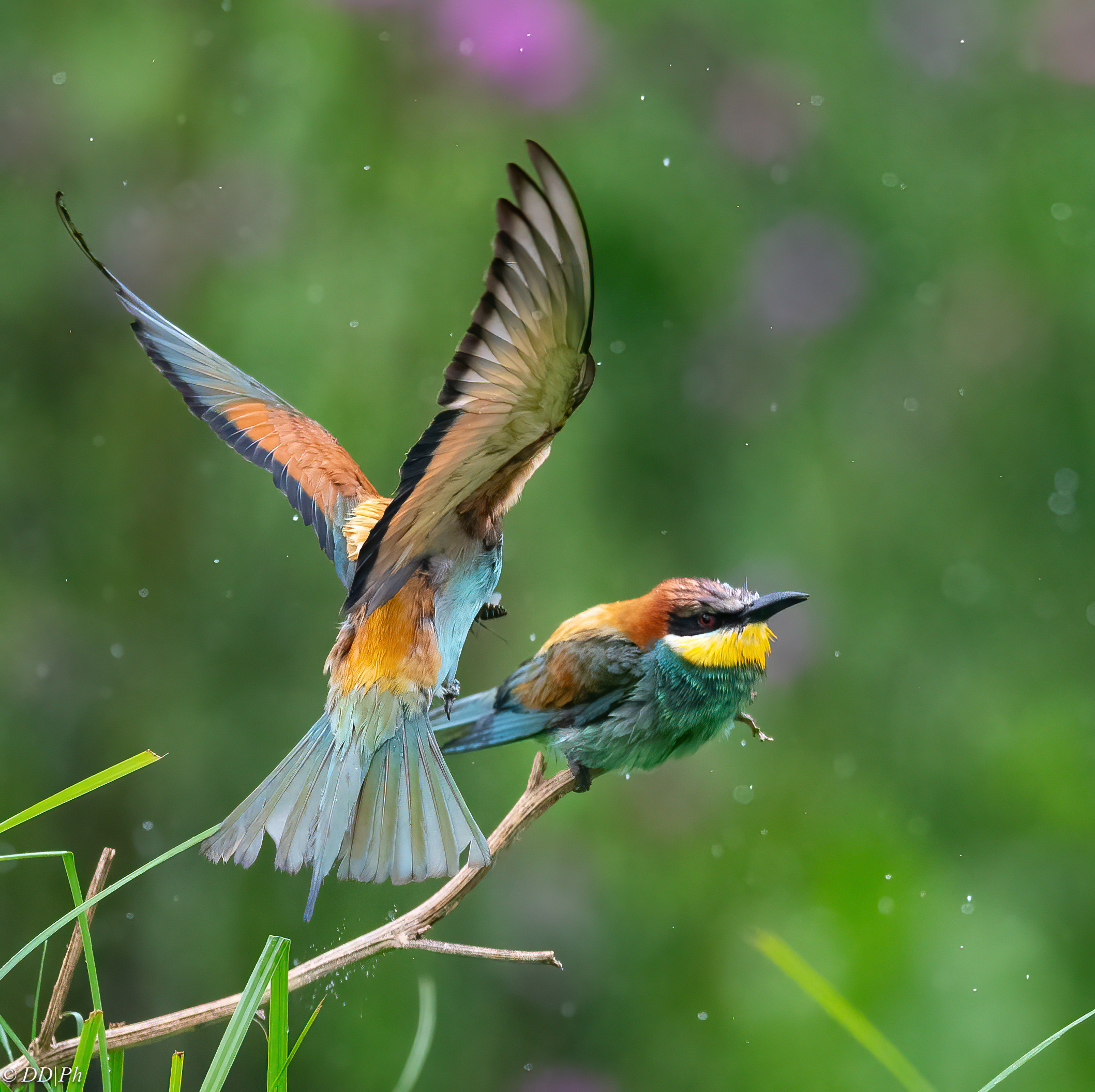 Bee-eater