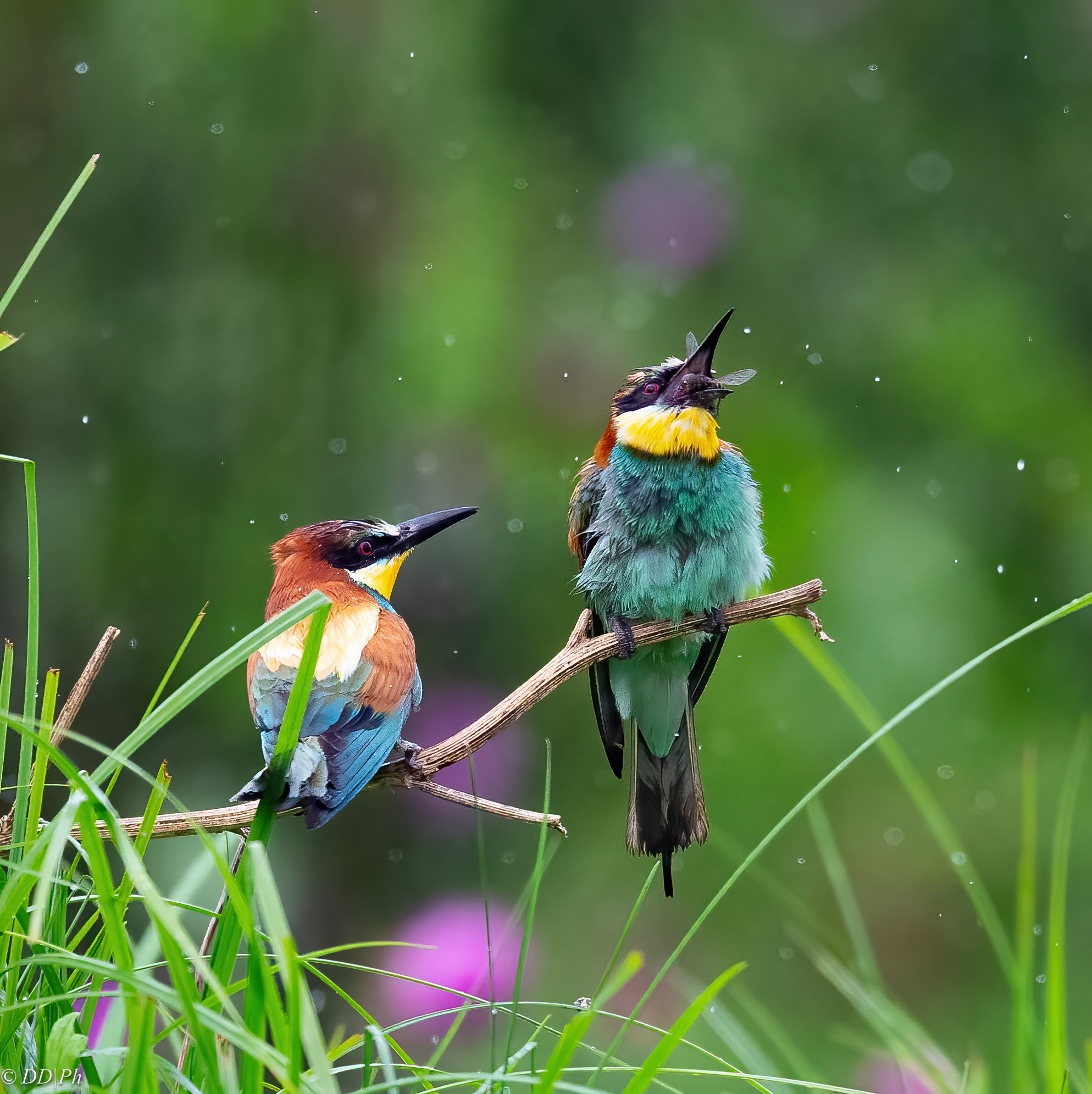 Bee-eater