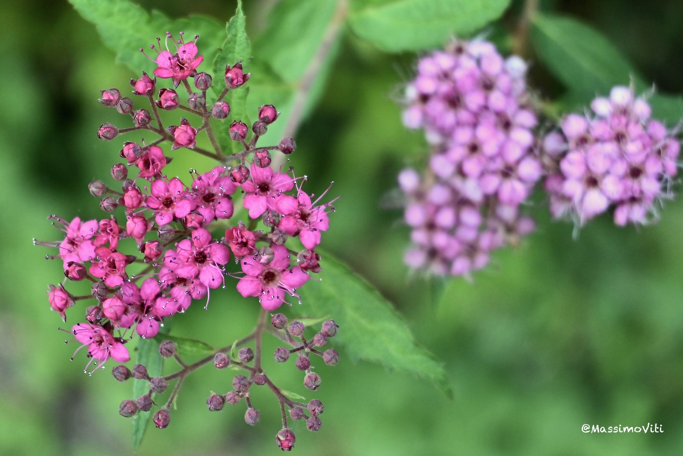 Spirea ( Spiraea japonica )