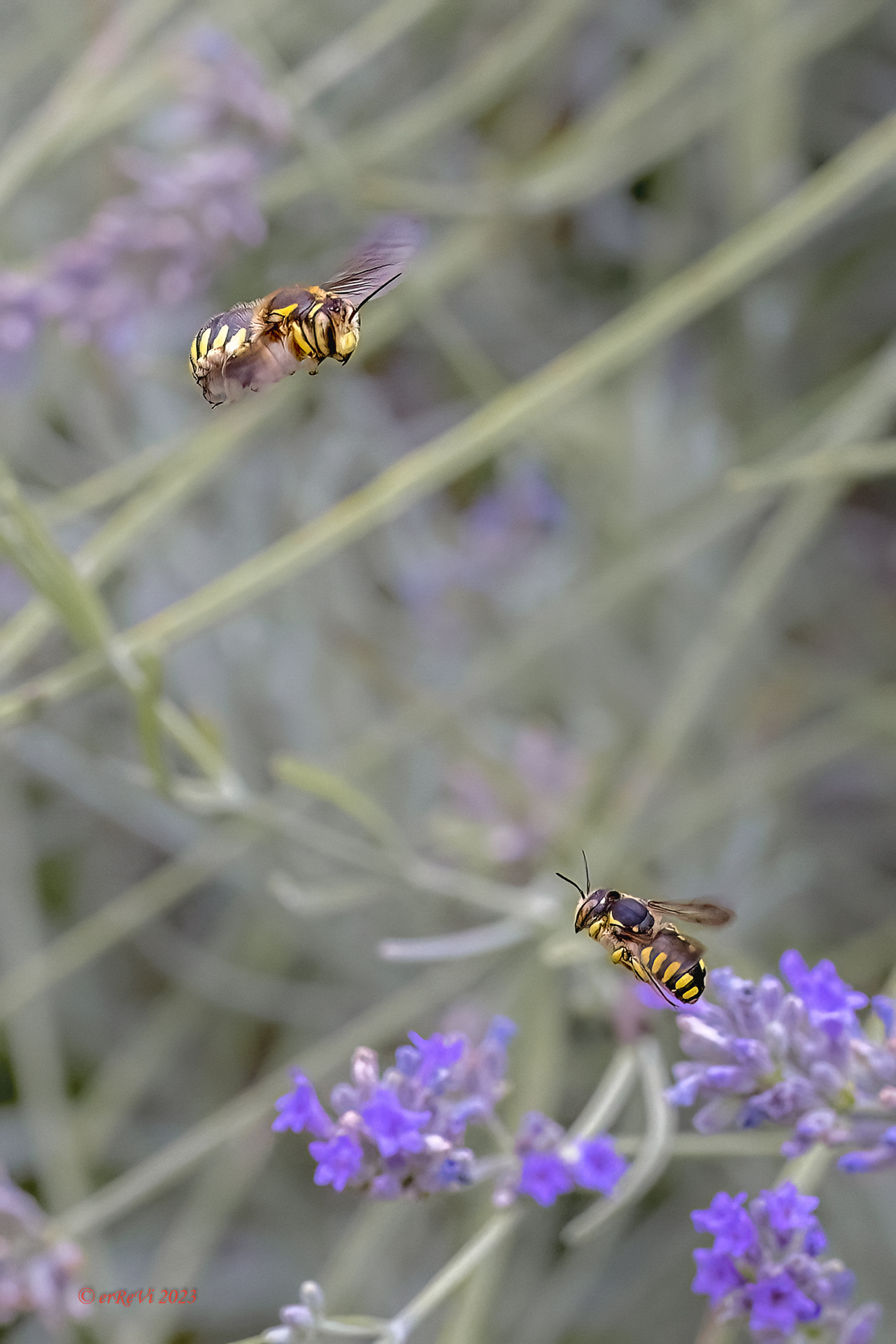 Duello in volo (Anthidium manicatum)