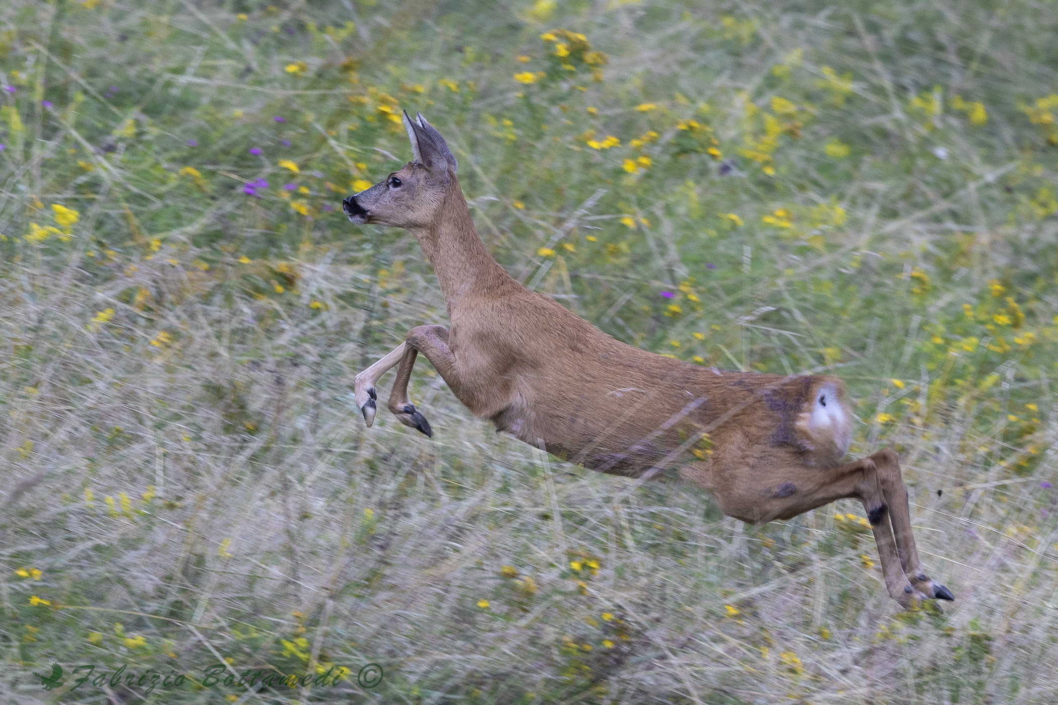 La capriola fugge agile sui fiori del prato....
