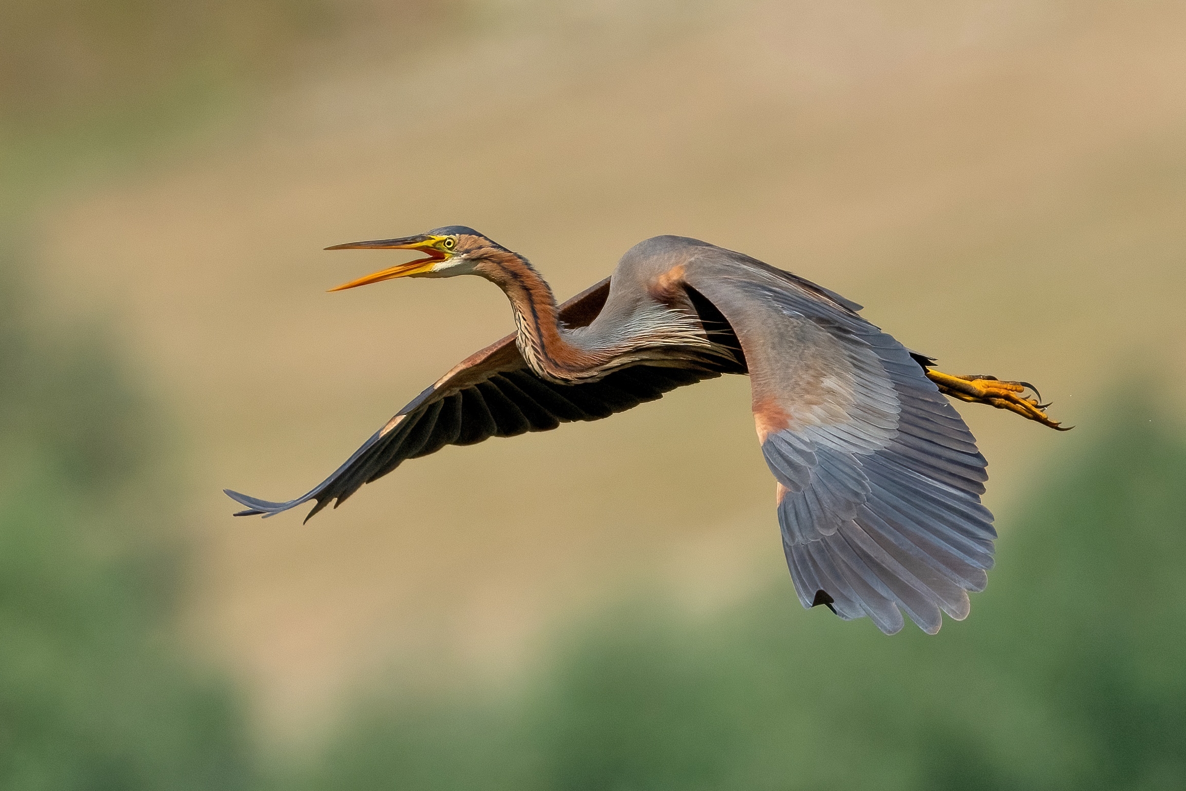 Purple Heron (Ardea purpurea)