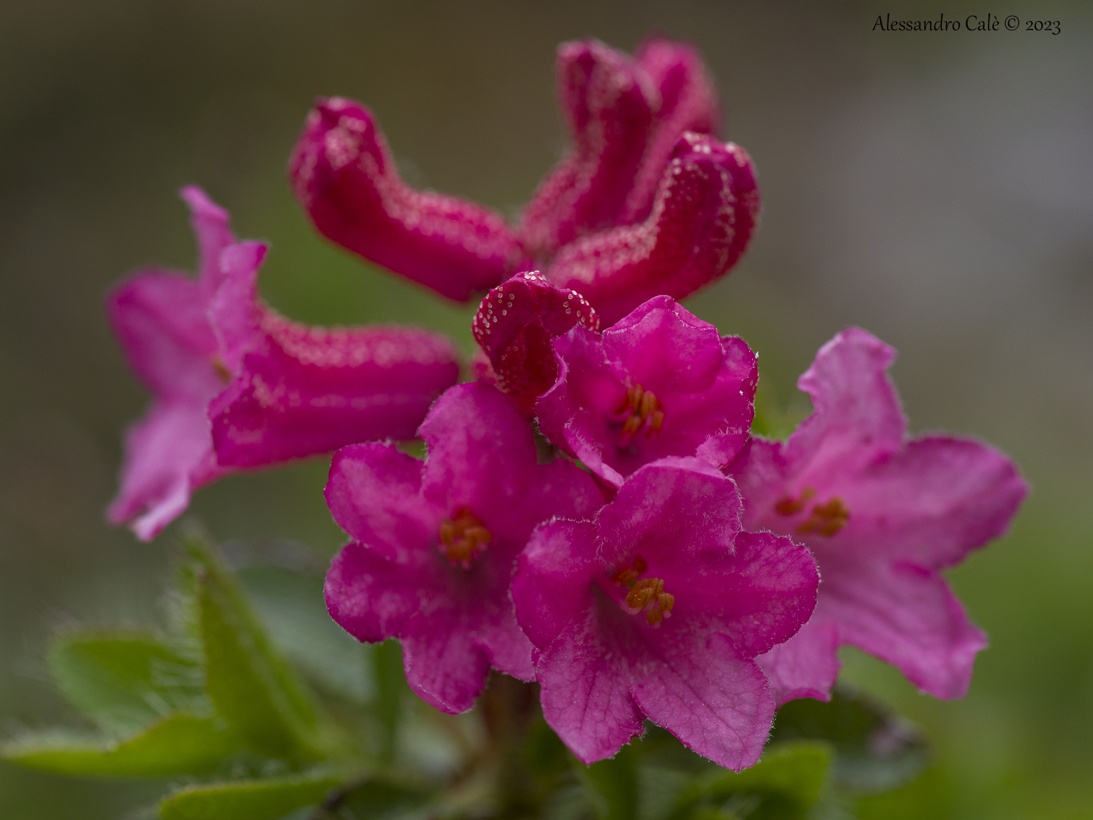 Rhododendron ferrugineum 5329