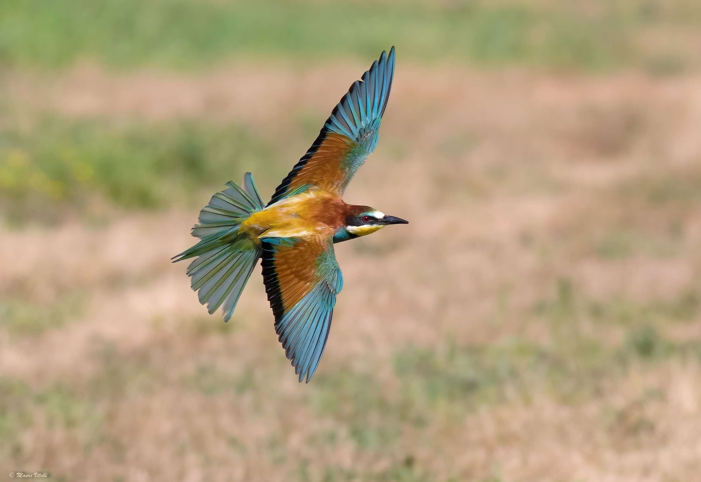 The turn of the Bee-eater